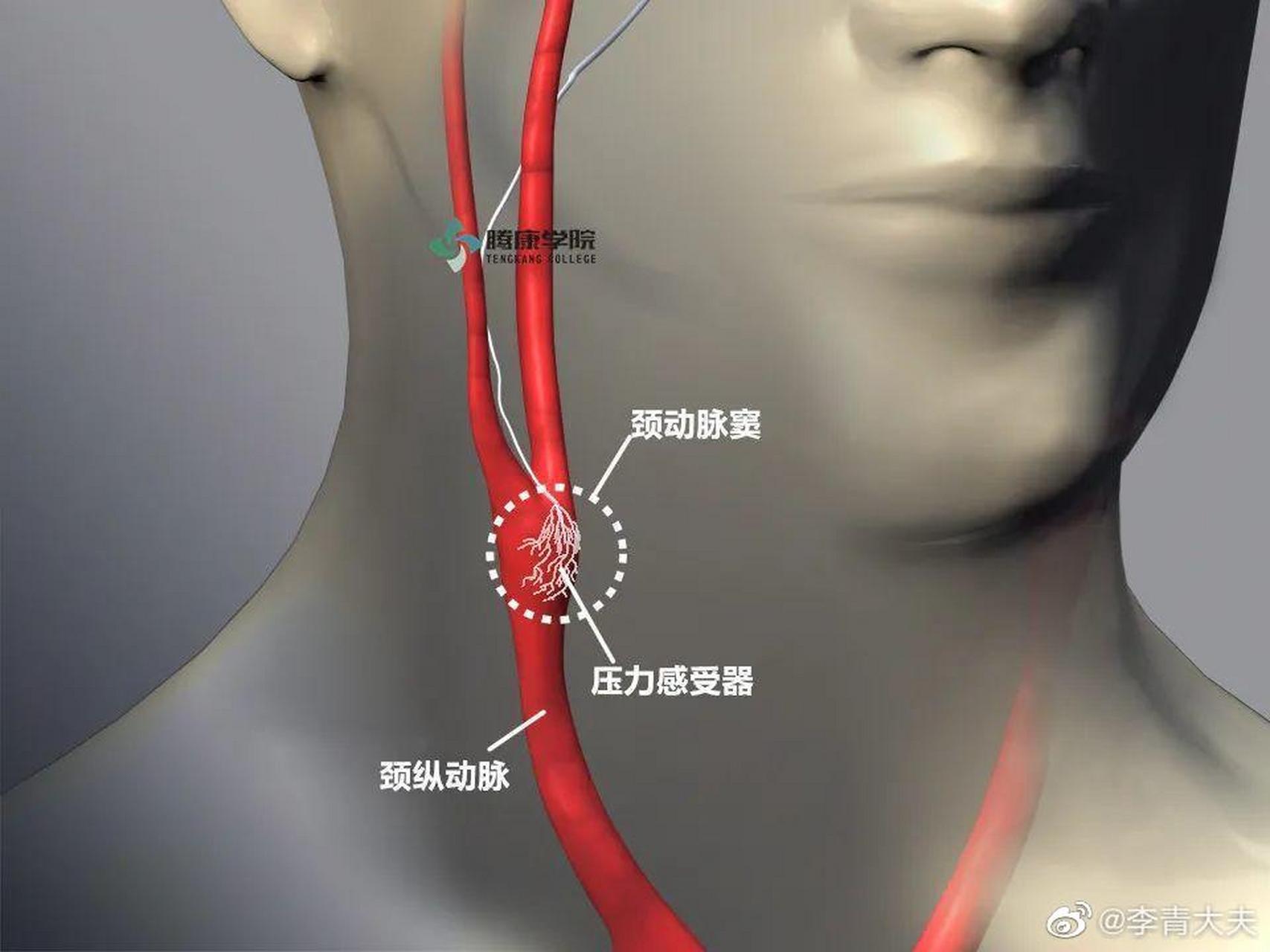 【从张伟丽被ko说颈动脉窦】4月25日的一场终极格斗冠军赛中,我国著名