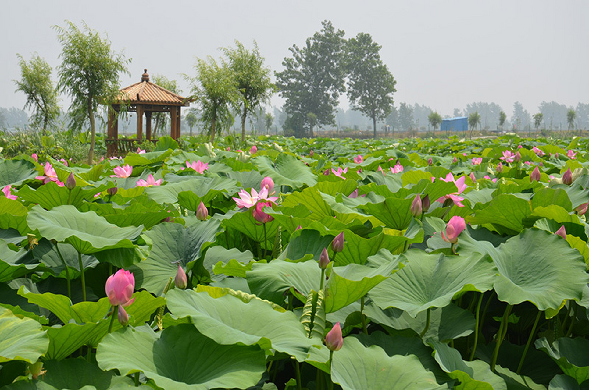 王东菏泽图片