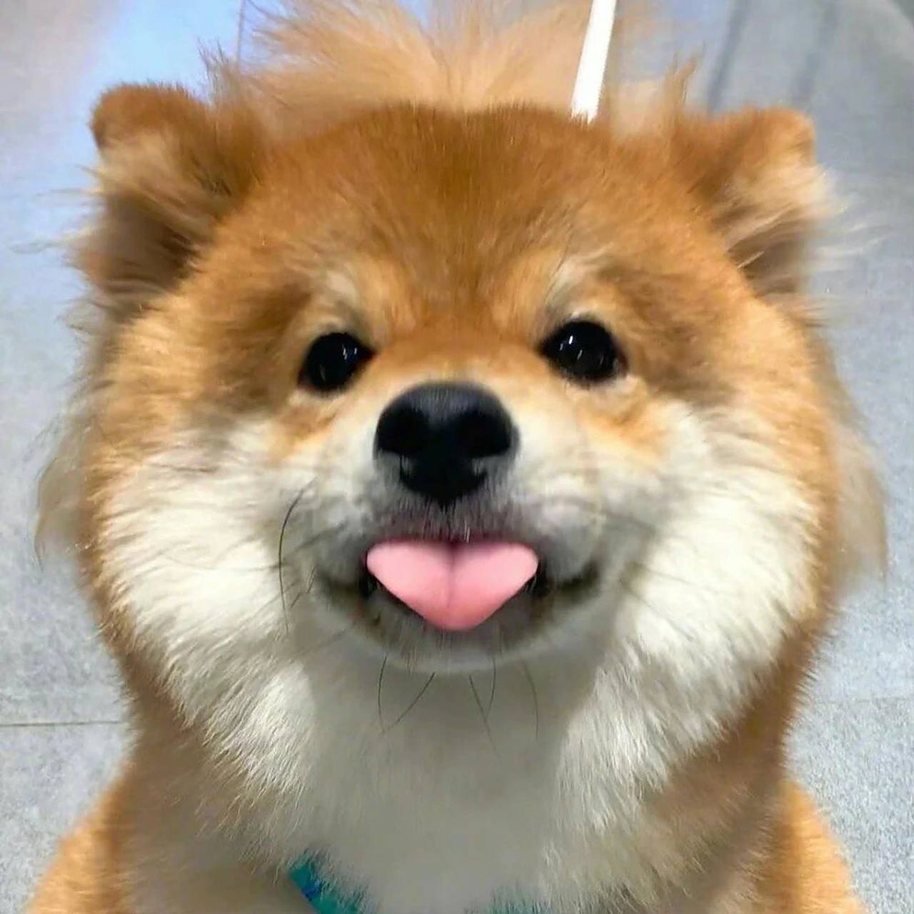 爱笑的狗狗/可爱头像 笑起来的狗狗超可爱 头像用起来,每天都有好心情