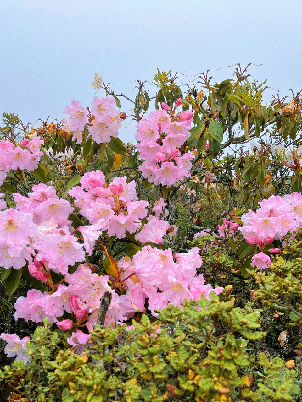 彝族族花索玛花图片