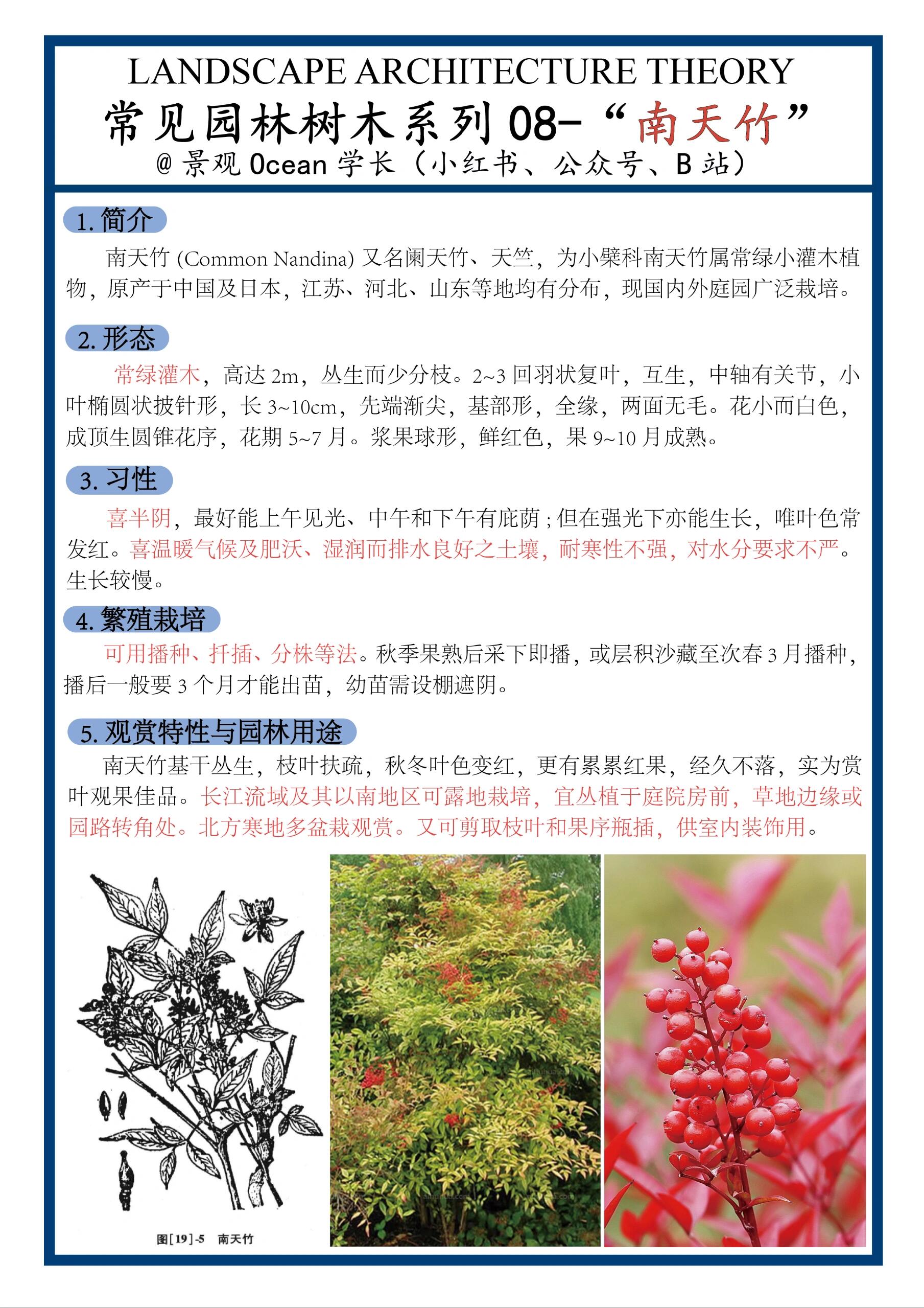 【南天竹】 又名阑天竹或天竺,属于小檗科南天竹属的常绿小灌木.