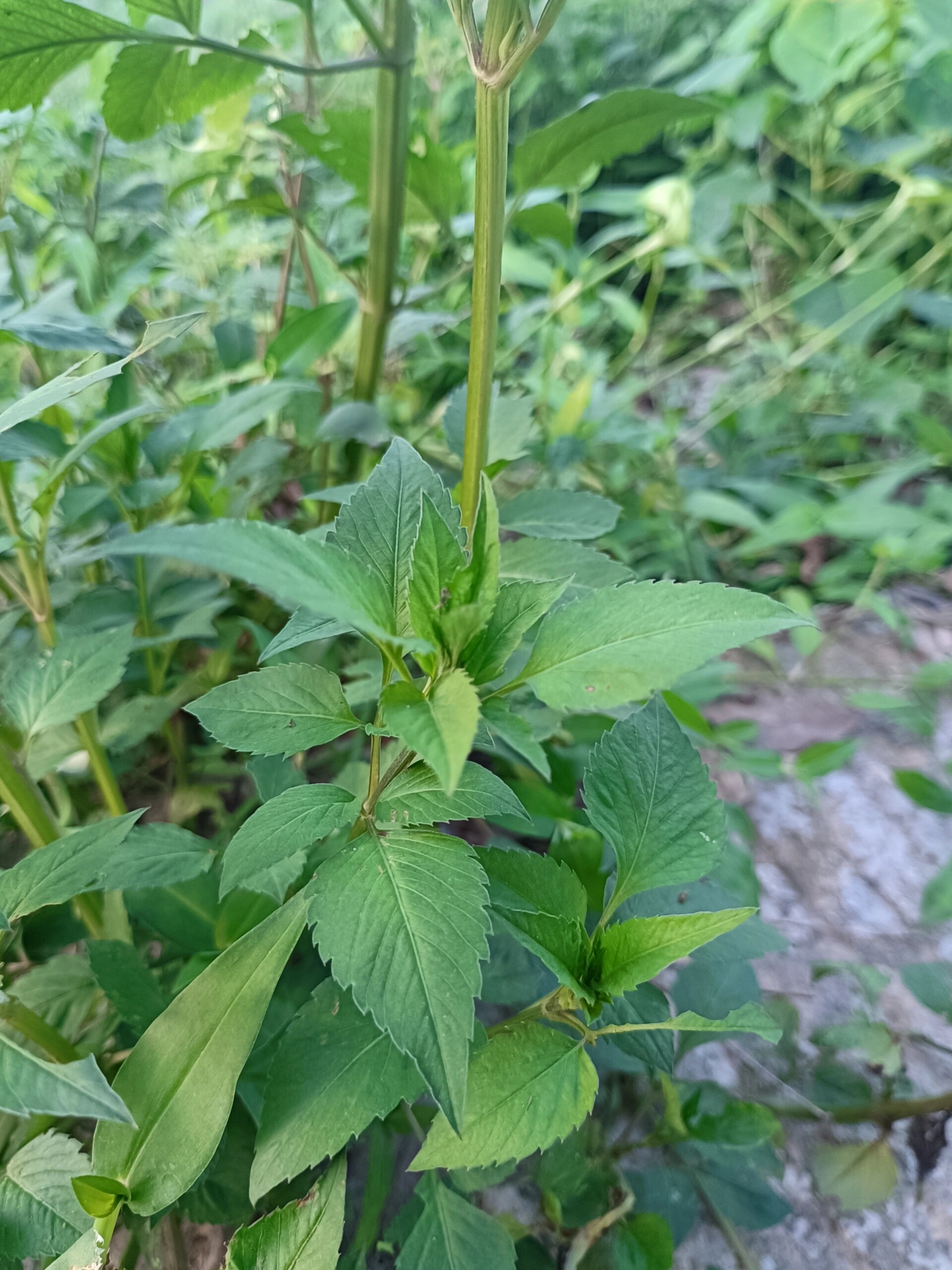 可以找鬼针草的叶子