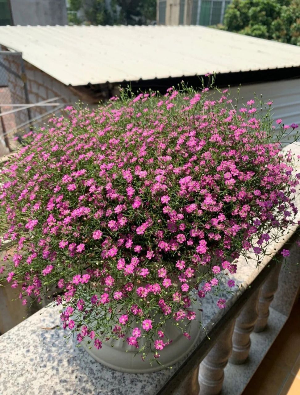 满天星的养护技巧 满天星的养护方法: 1,土壤 在养满天星的时候,首先