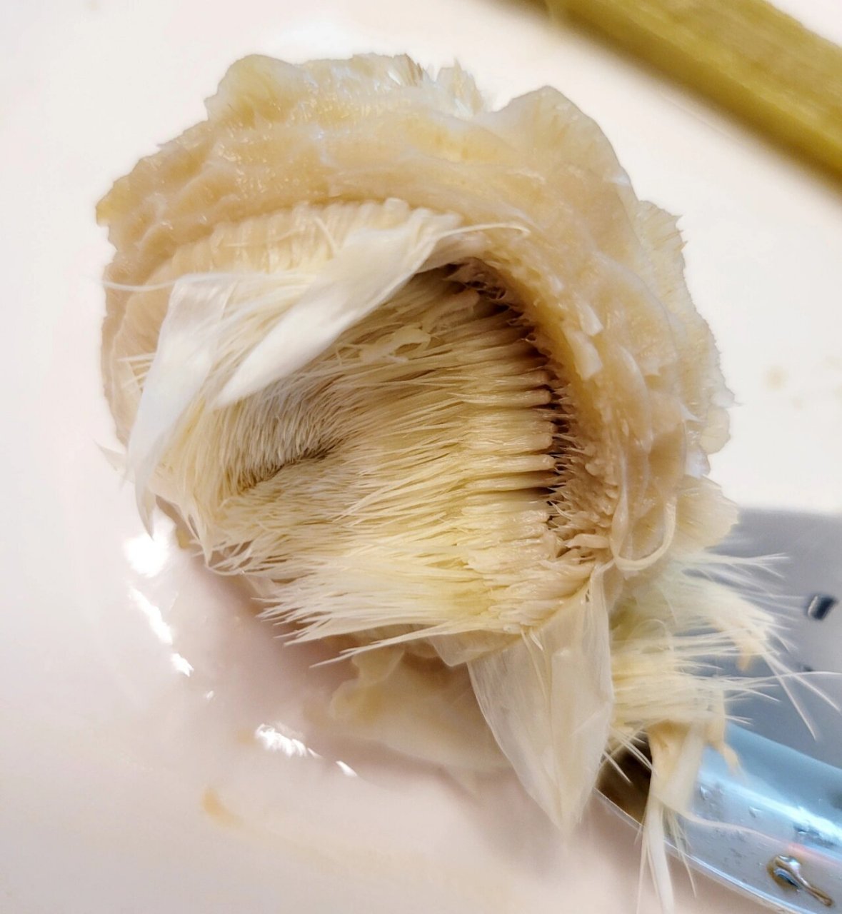 护肝尚品洋蓟(附食用指南) 77洋蓟又叫朝鲜蓟,虽然叫朝鲜蓟,其实和