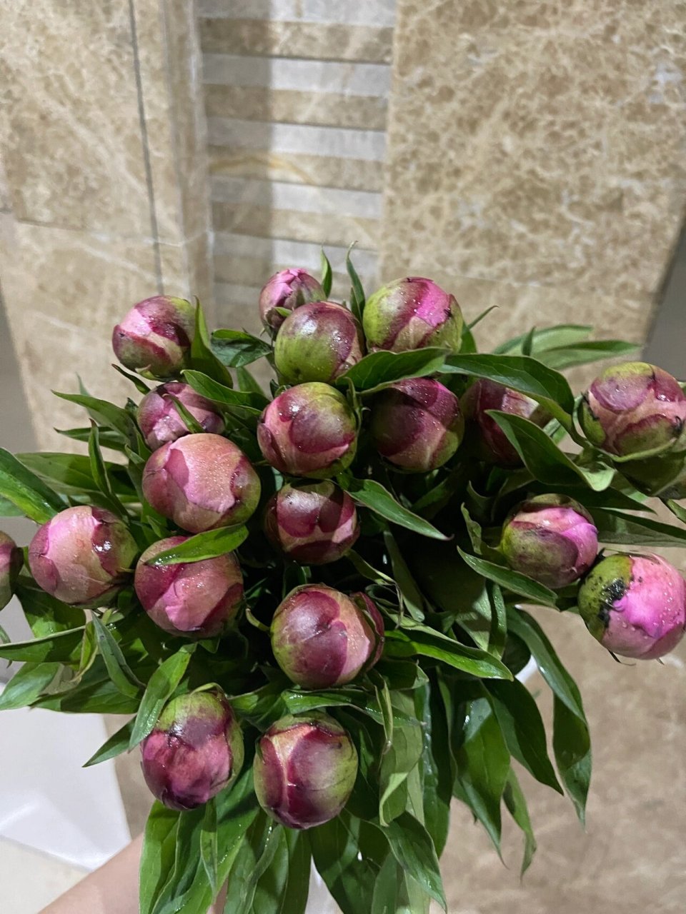 重瓣芍药开花季 1,收到芍药时,其实是铁蛋,不是花!