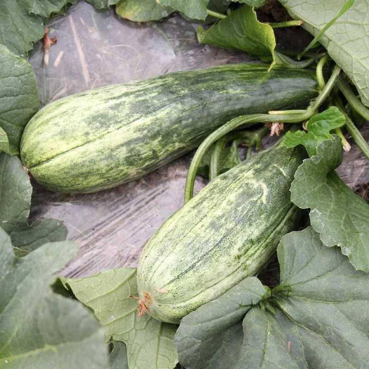 安徽省特产 - 潘集酥瓜 潘集酥瓜个大肉厚,而且肉质脆嫩,熟透后肉质呈