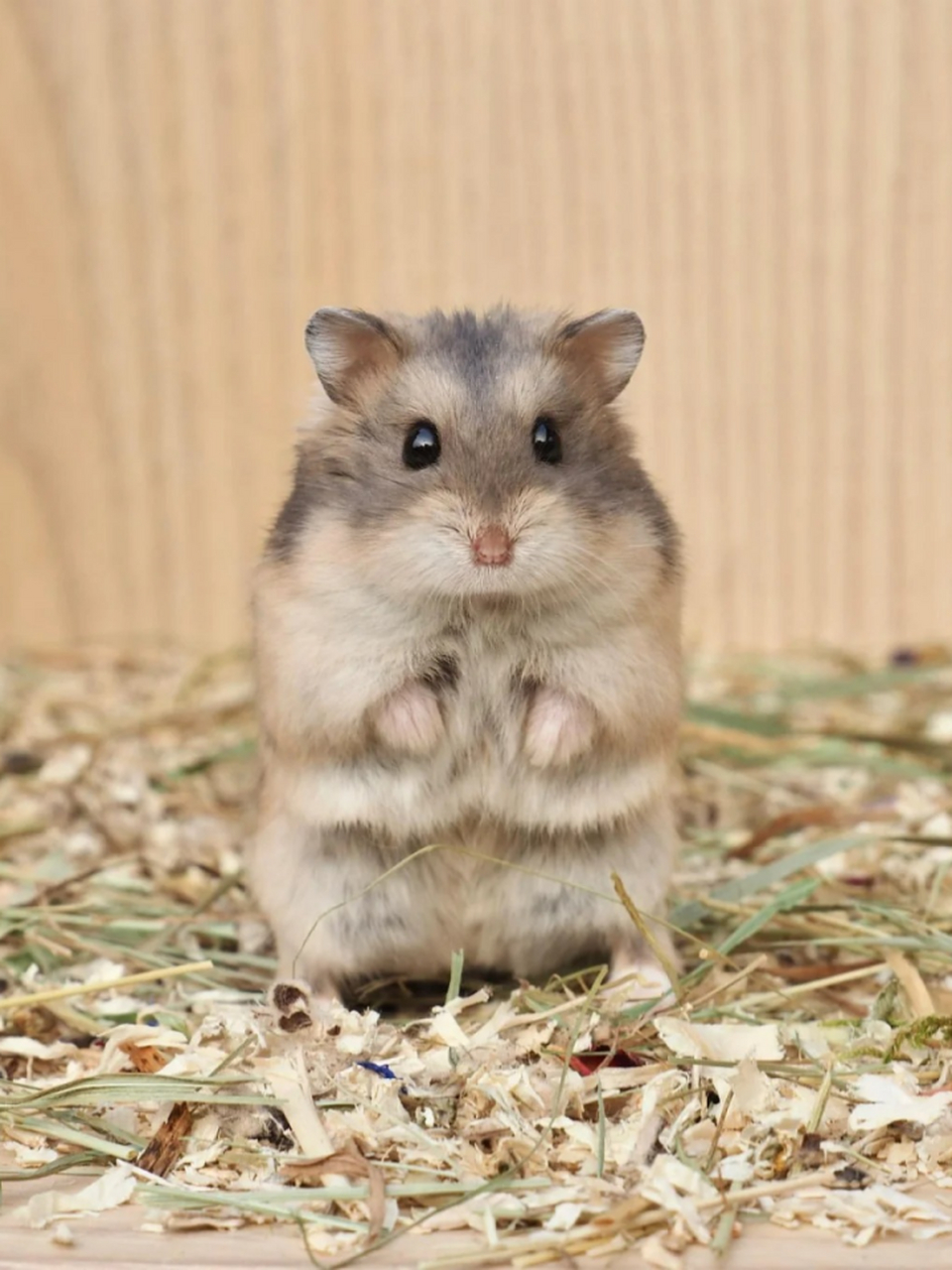 小仓鼠图片 94小仓鼠,是仓鼠亚科中的一类,体型较小,体长范围从50