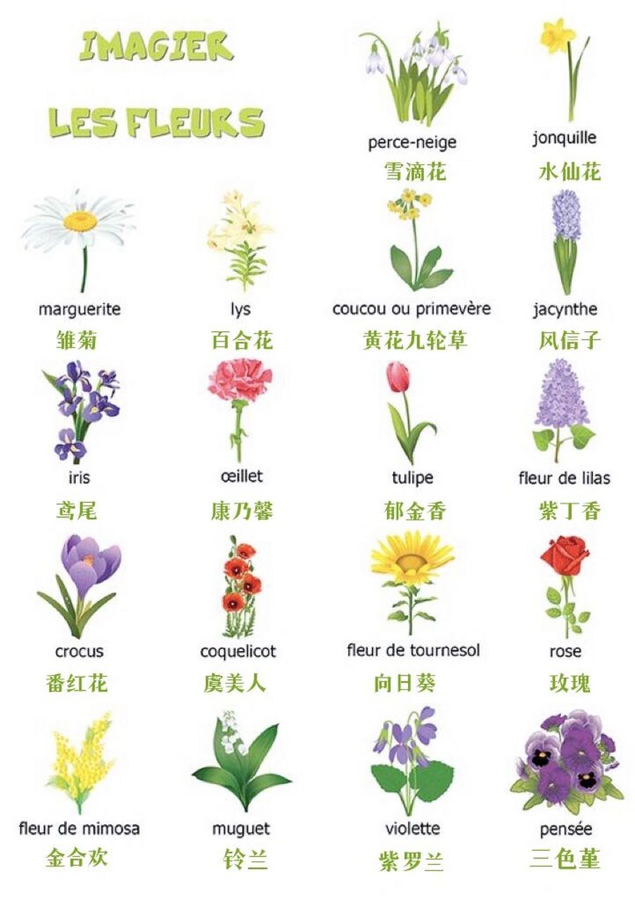 法国|花店常见花卉植物名称|实用法语17 法国常见花卉植物图鉴,花店