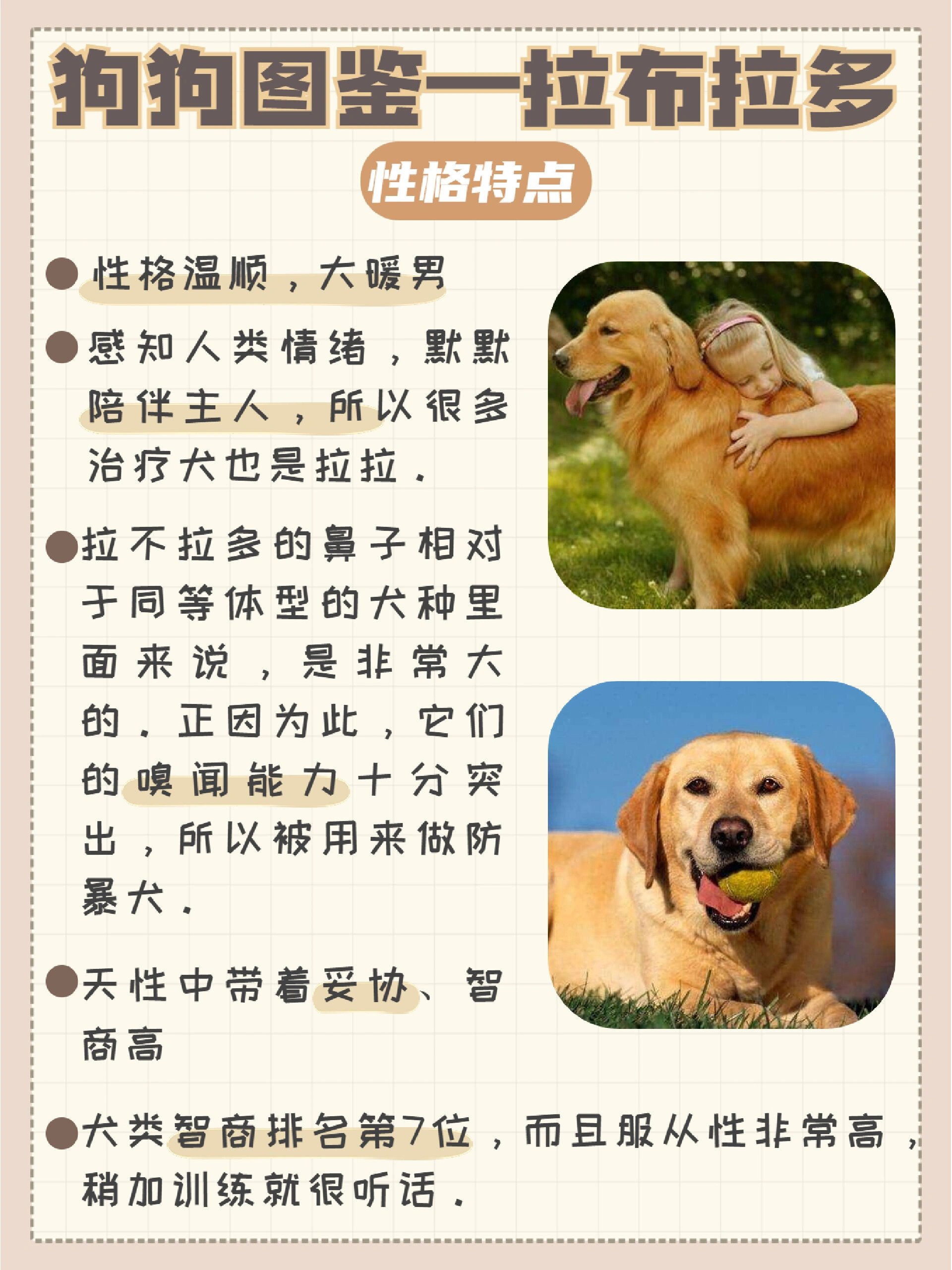 拉布拉多犬的特点图片