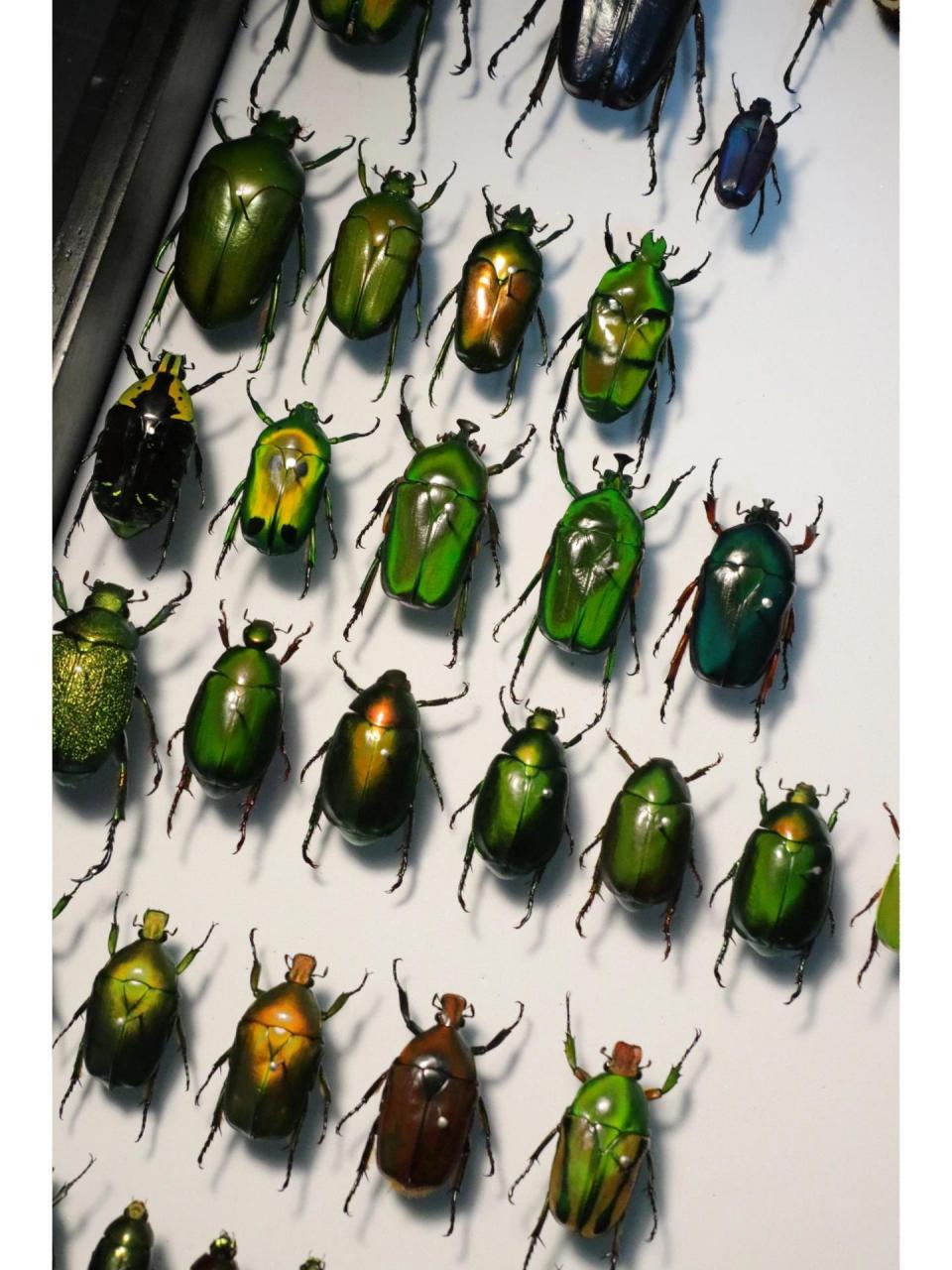 金龟子标本收藏(部分后续更新)色系收集 金龟子标本收藏(部分,后续