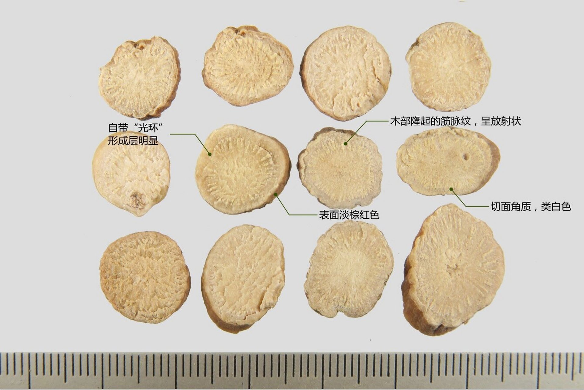 白芍性状图片