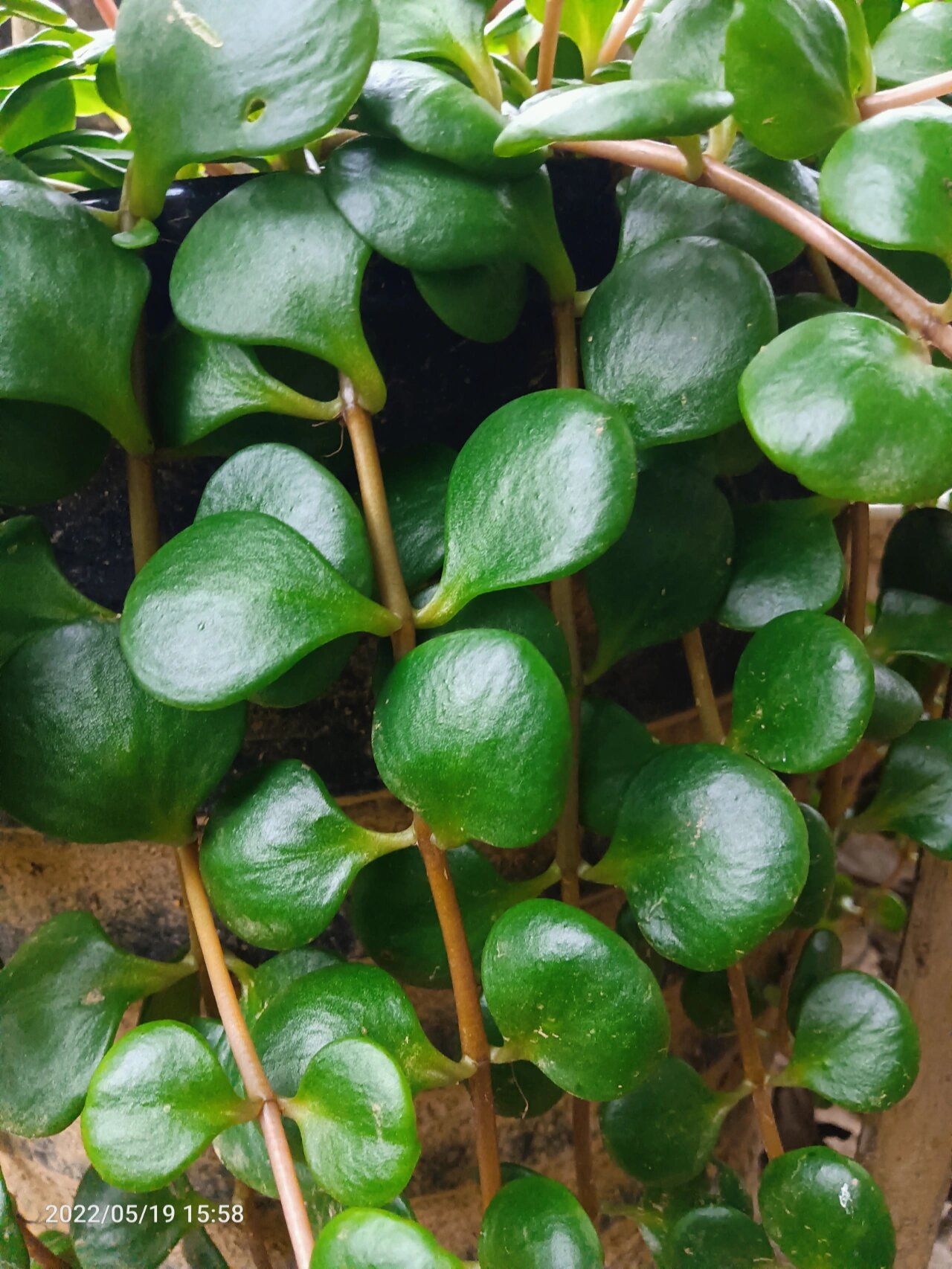 圆叶景天 圆叶景天,露天养植,喜阳,叶子绿油油还肉嘟嘟的,吊下来的