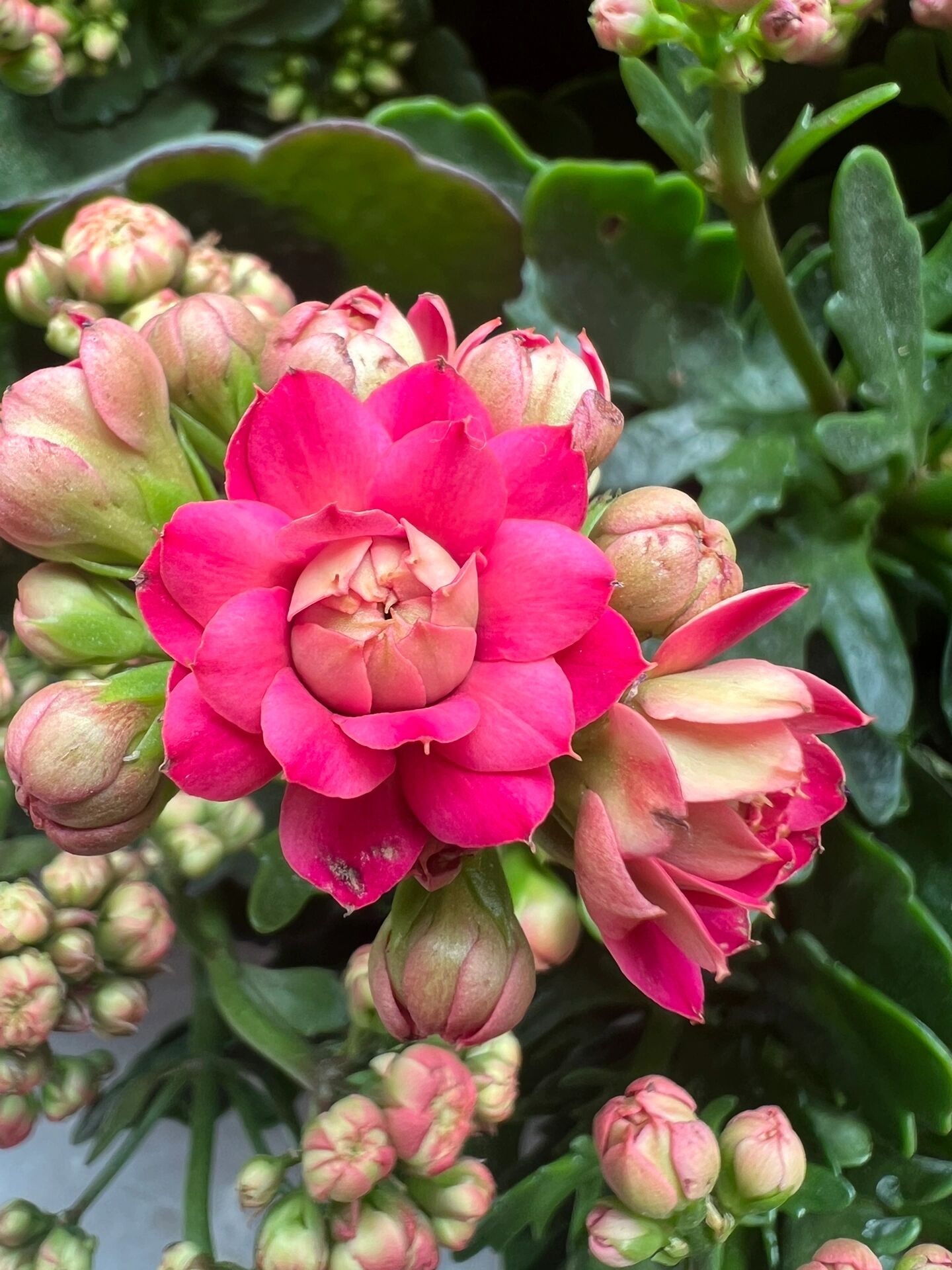 长寿花马德里/祥云 超大花的一个老品种