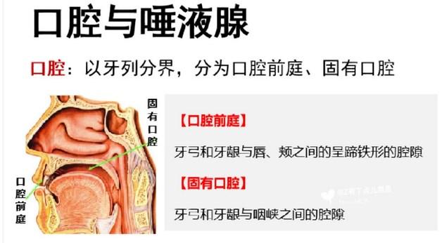 口腔前庭 位置图图片