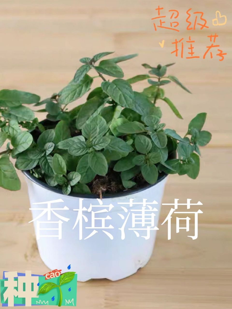 香槟薄荷-调酒的薄荷 这款薄荷听它的名字就知道了 那一定是因为香槟