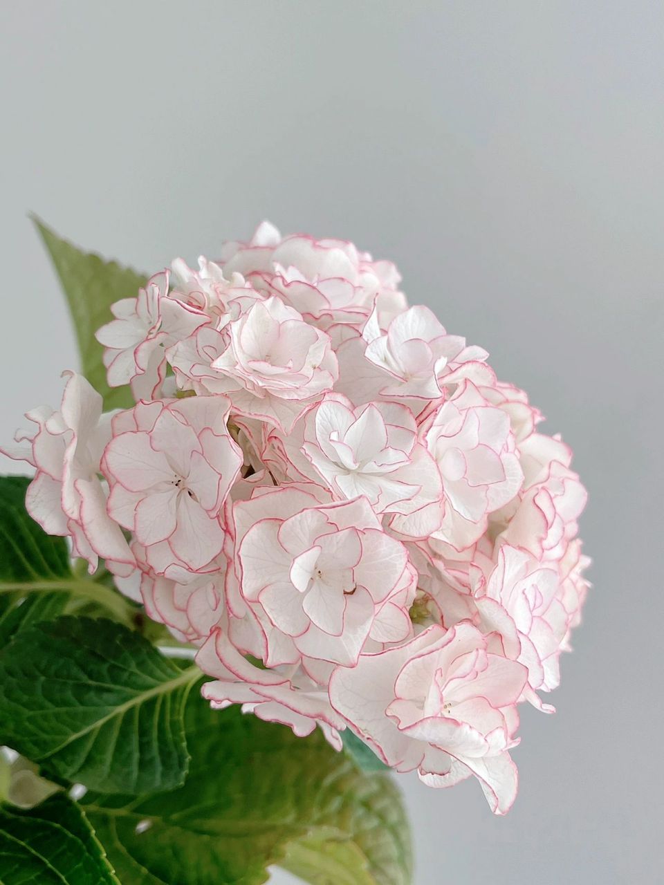 绣球|惠子小姐 这本来是一支粉边的惠子小姐,加花生命养护8天后变成了