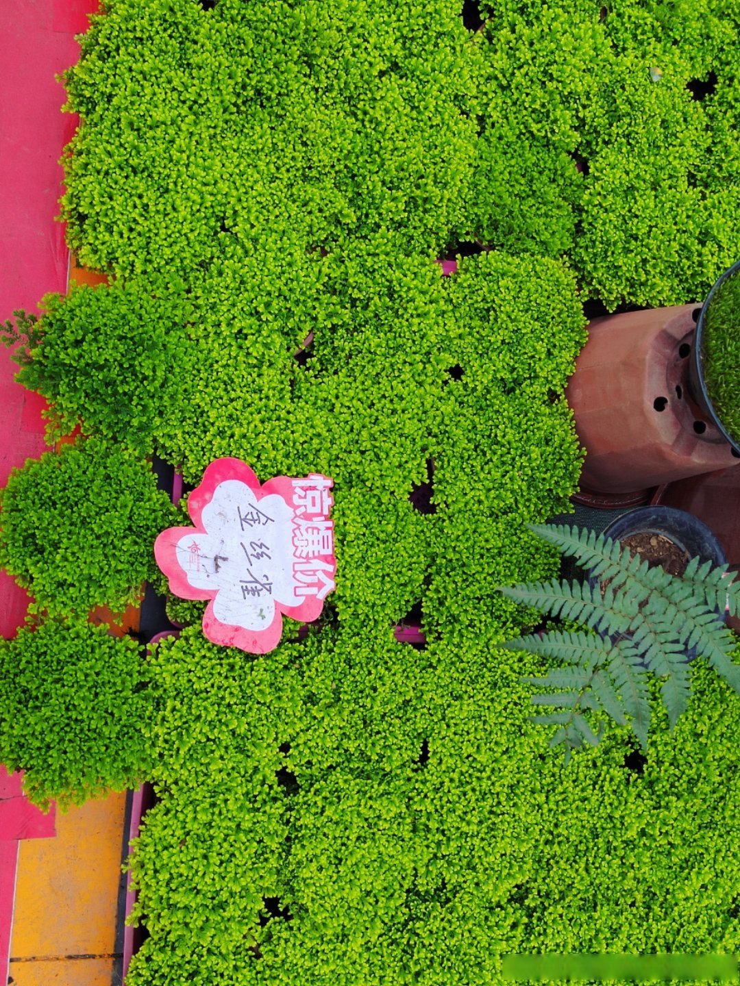 新优植物产品推荐:地被植物金丝雀和绿地球;银白鼠尾草虽然质感好