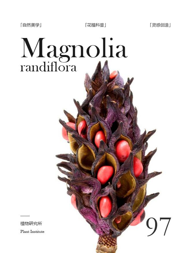 广玉兰果 | 这么绝美的果实 你捡到过吗?