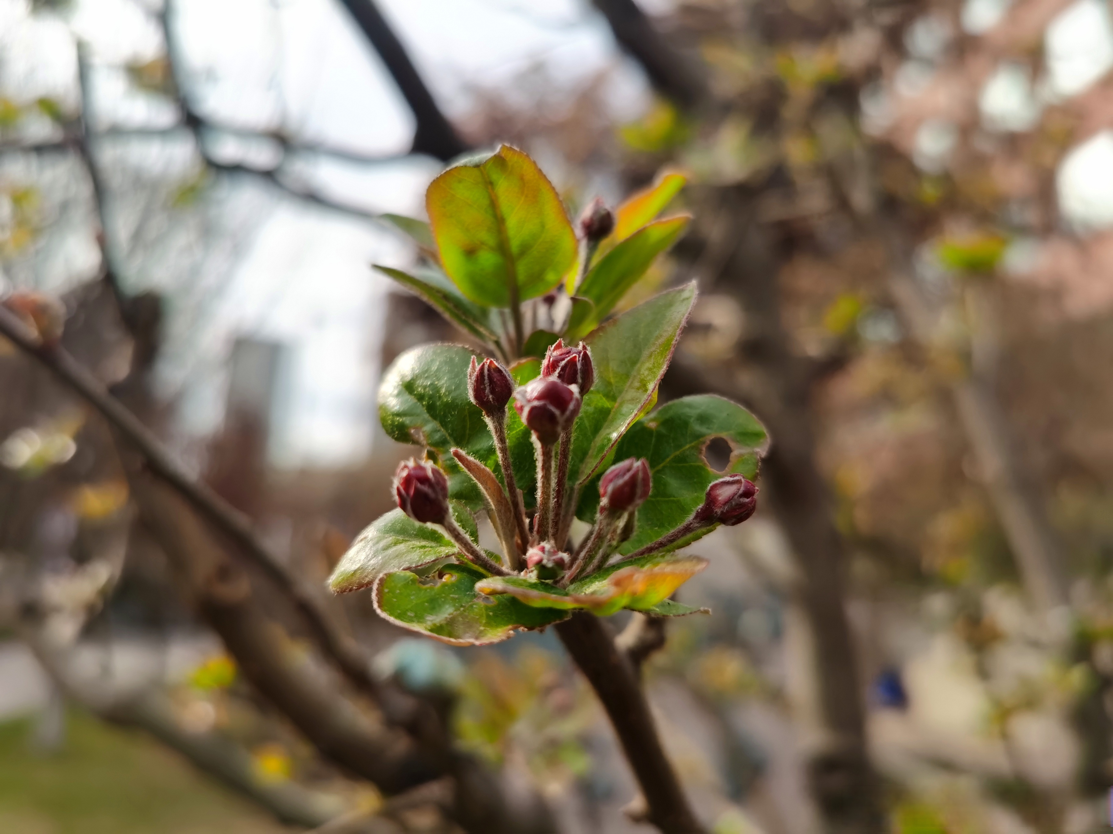 "早安,西师附中
