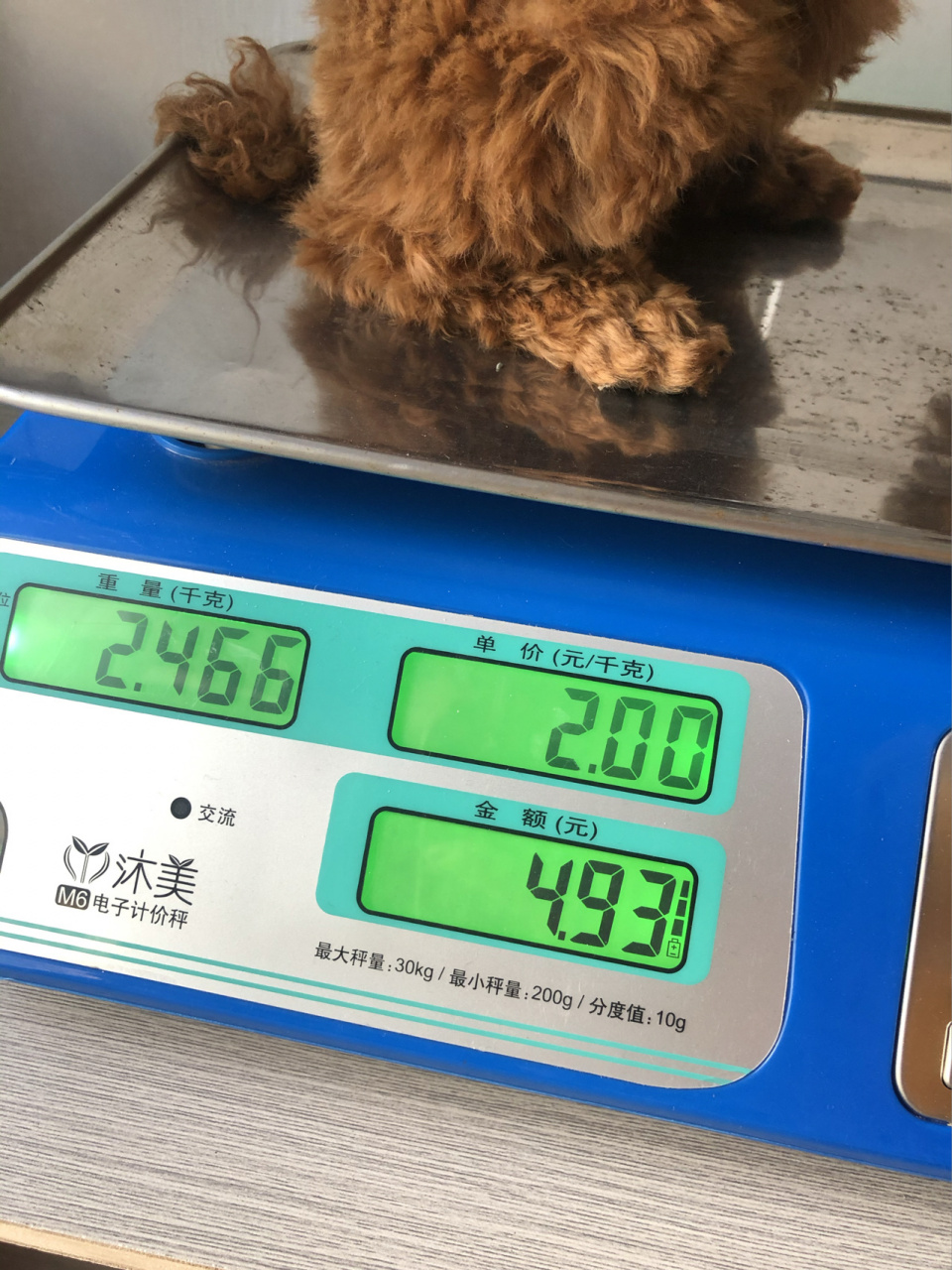 今天抱到店里称了下, 这体重…啥时候才能长大丫,小伙子.