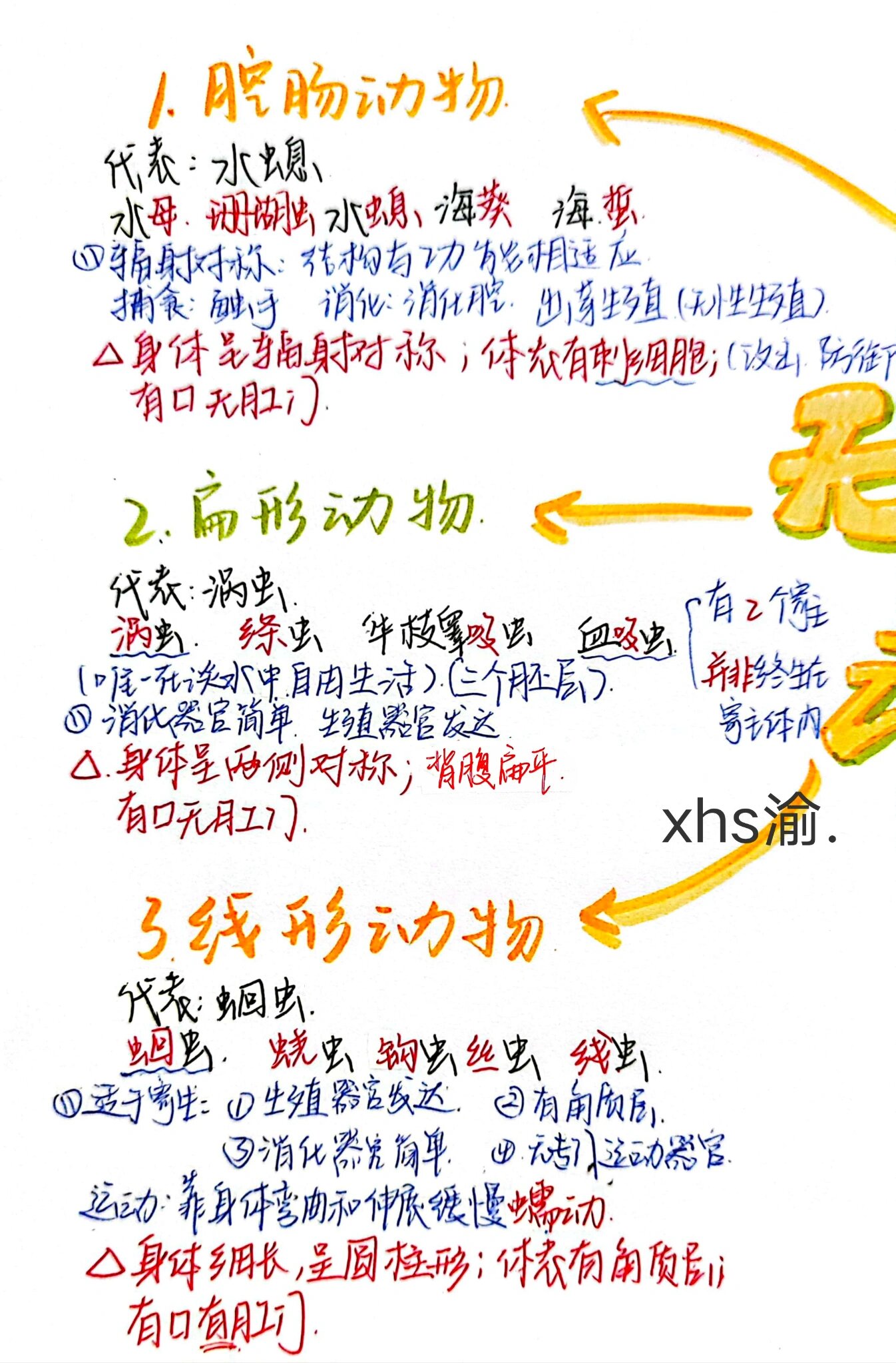 脊椎动物手抄报图片