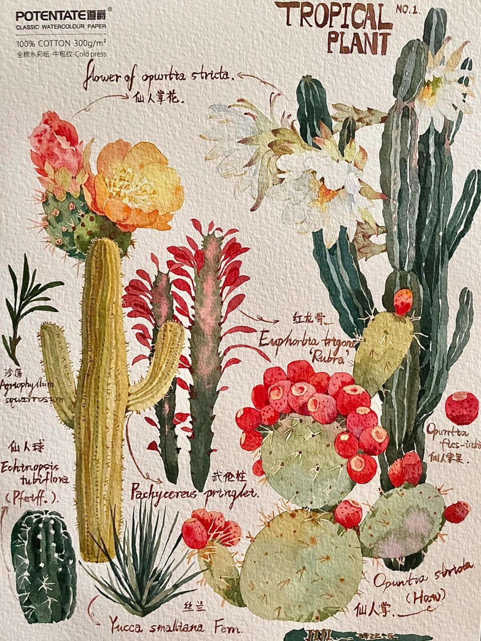 热带植物图鉴～ 脱稿水彩