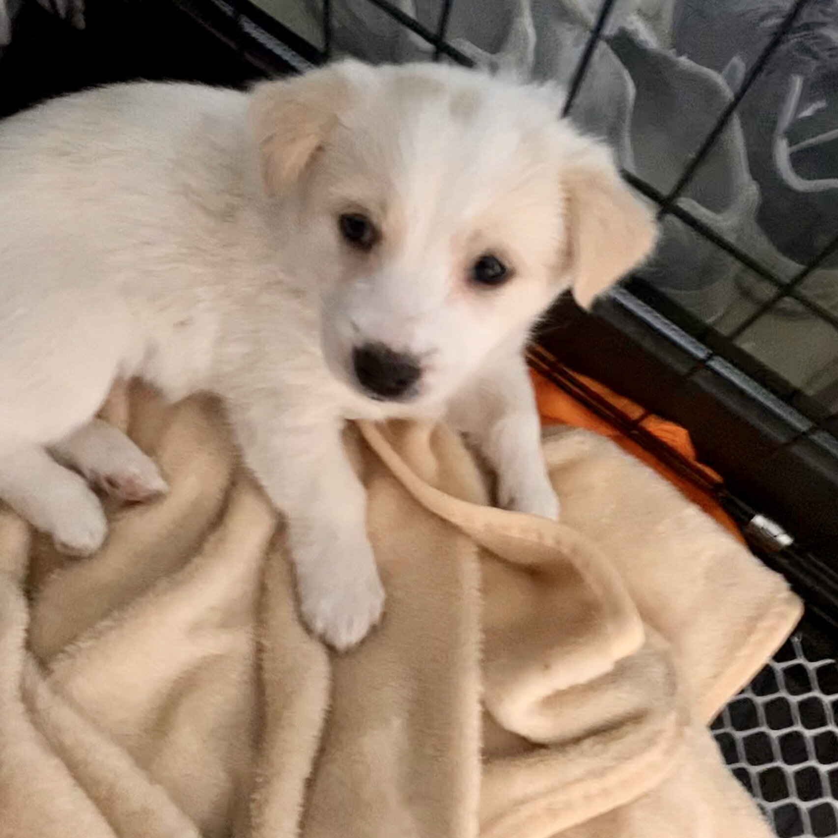 但这还是人生第一次养狗 因为在夜市买的 50天的小拉布拉多串串 刚接