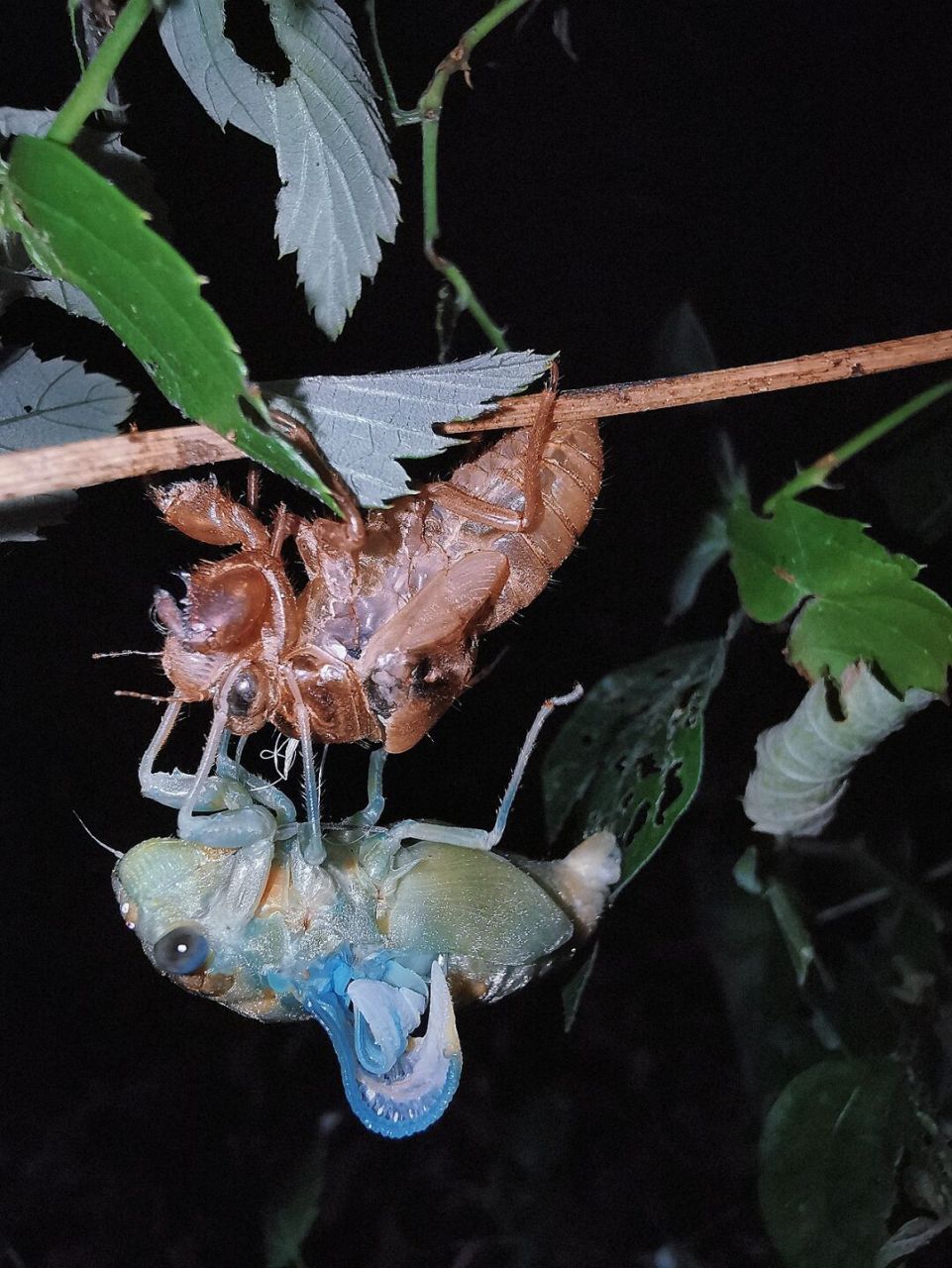有幸野外拍到蒙古寒蝉退壳 97夏夜,天黑之后,经常可以看到爬出地面