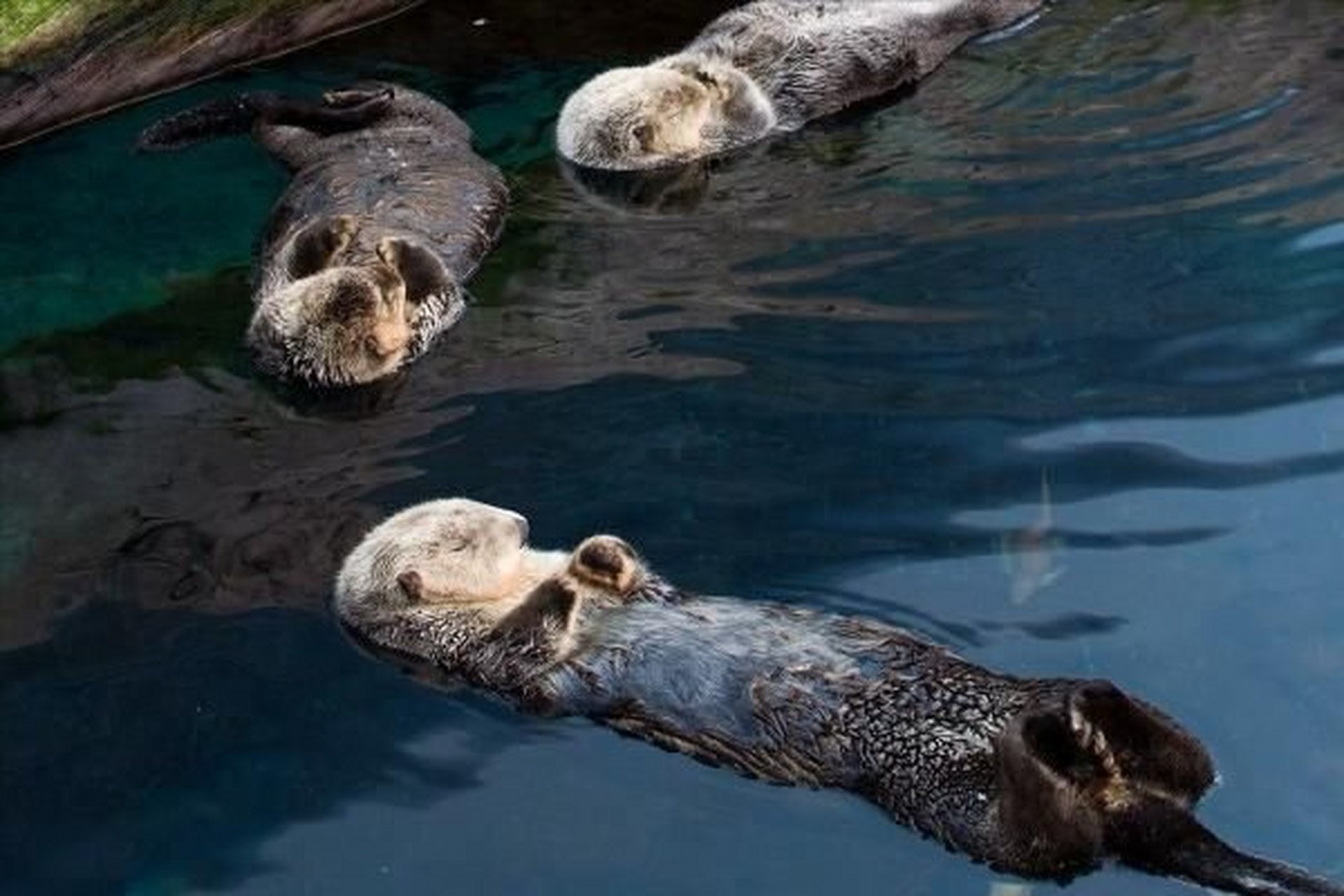 而在睡觉时,水獭会牵着手,这一行为不仅令人感到温馨,更有助于它们不