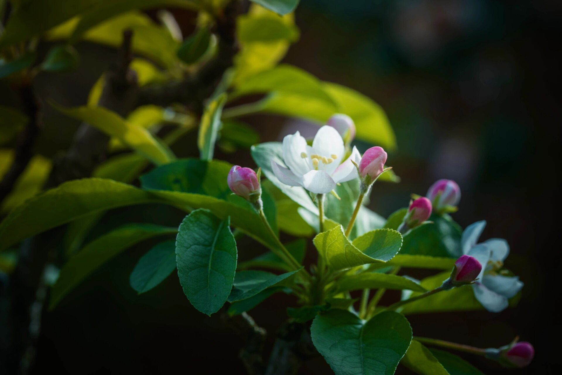 深山海棠古桩,老树下冒出的精灵 阳光乍现在阴雨连绵的缝隙中,粗糙的