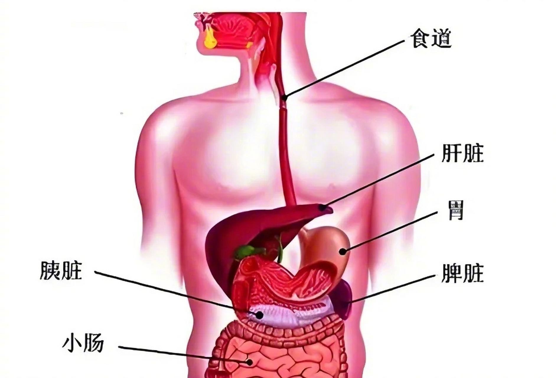 肝胆脾胃的分布图图片