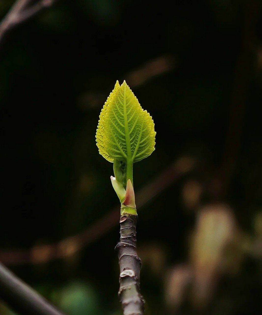 " 老树发新芽,枯木又逢春 . "