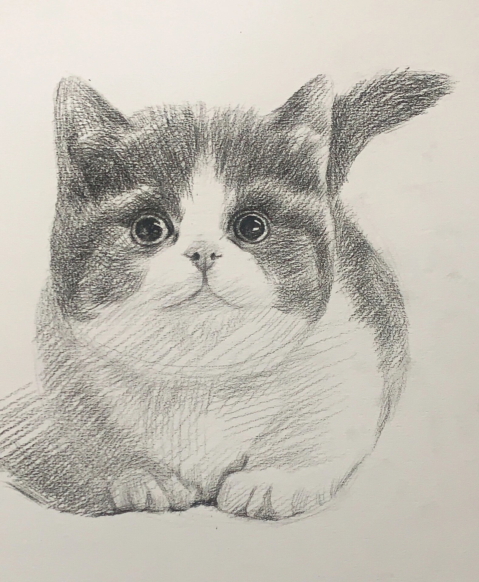 超可爱又细致的素描猫咪绘画步骤详解95