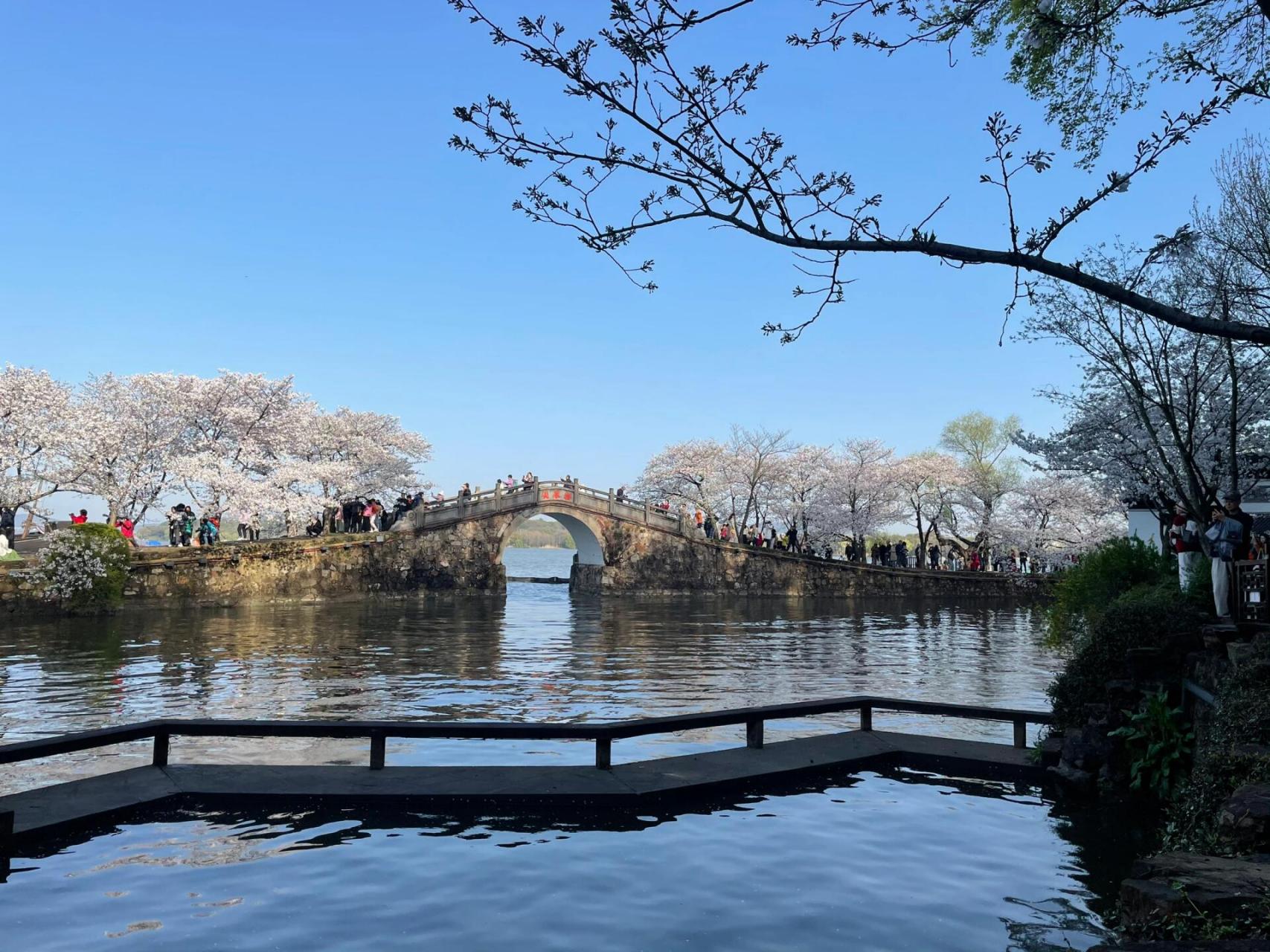 花期的鼋头渚 早上6:20抵达充山大门,6:40提前开门,先樱花谷后长春桥