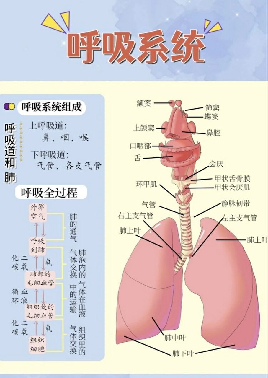 呼吸系统全景图,必看知识点在下一篇 图片版 文字版公式版在下一篇
