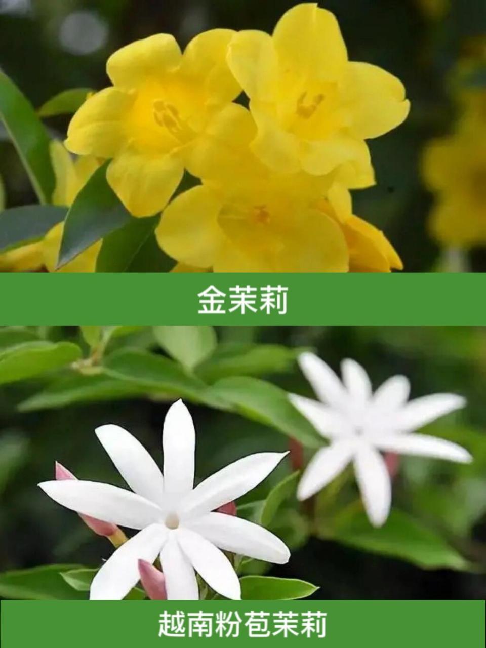 茉莉花品种图片介绍图片