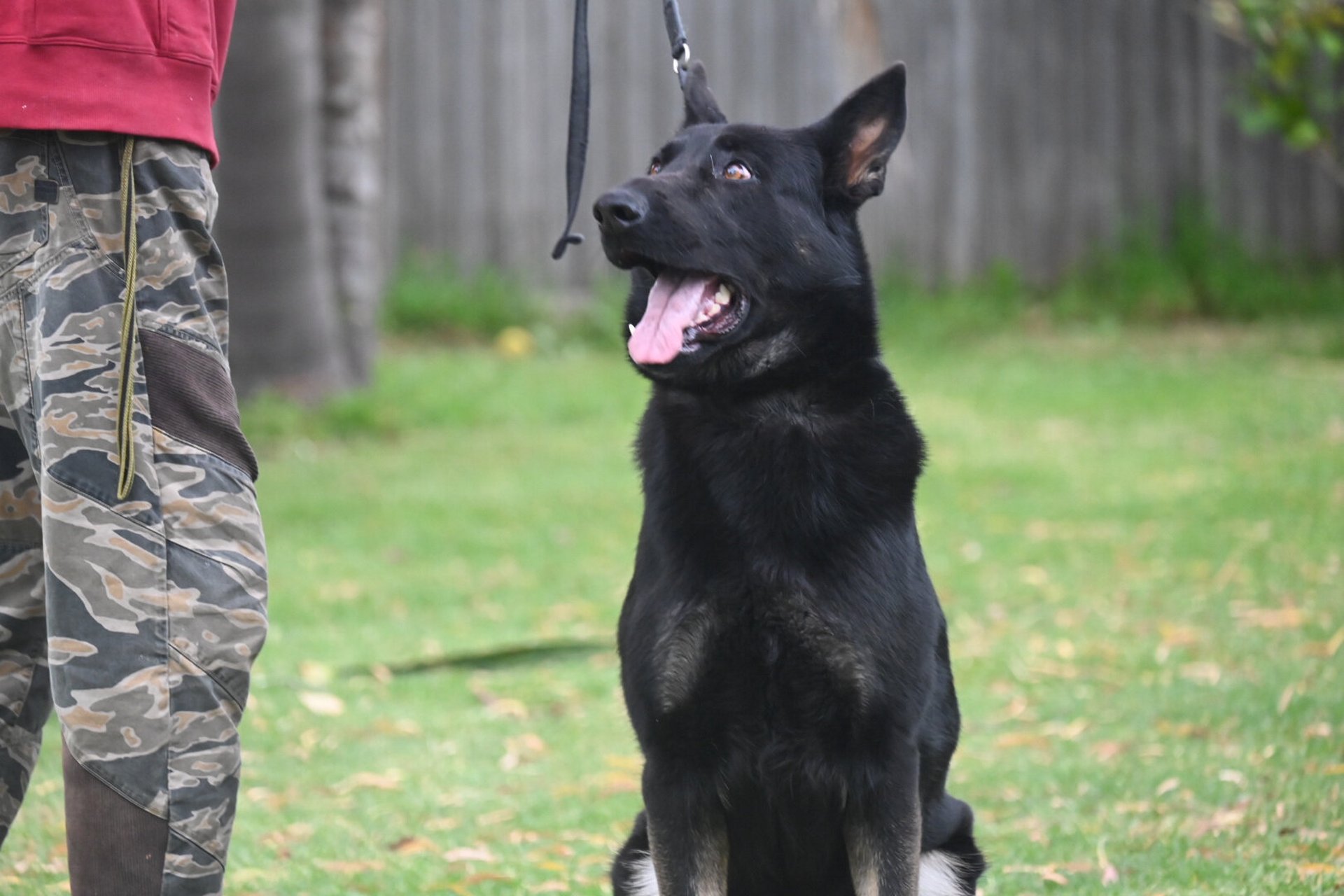 纯种德国牧羊犬,太极色,母