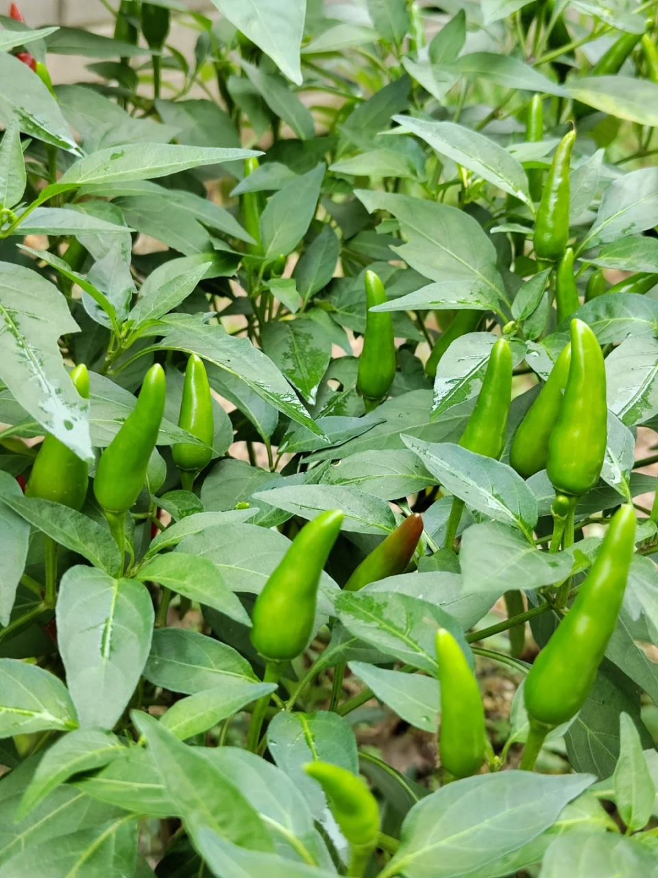但真正开始普遍食用青椒,却是清朝时期.