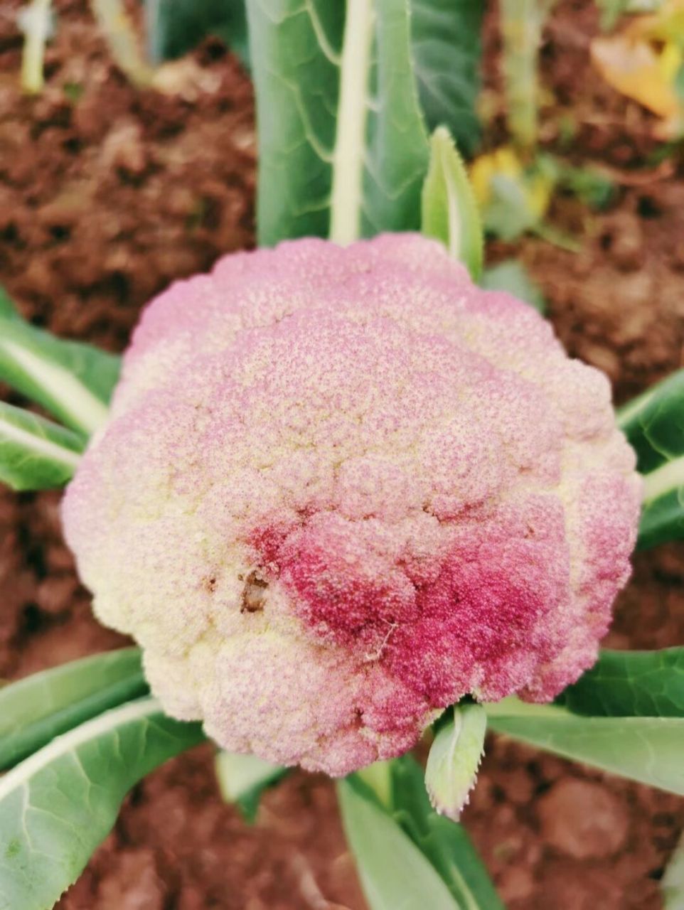 彩色花菜又收获啦 又到了农夫们最忙碌的春耕时候,图片是这两年种的