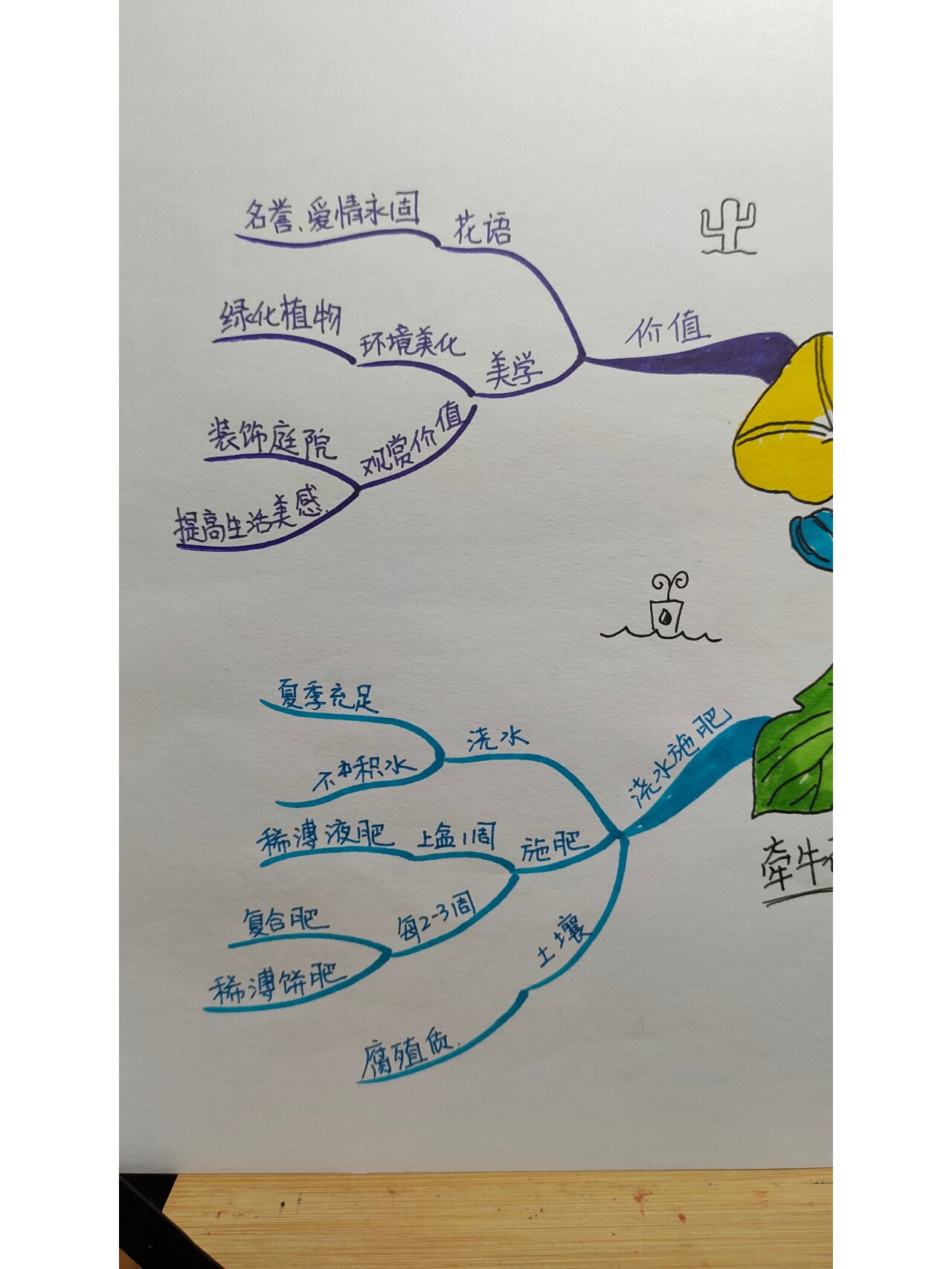 牵牛花思维导图图片