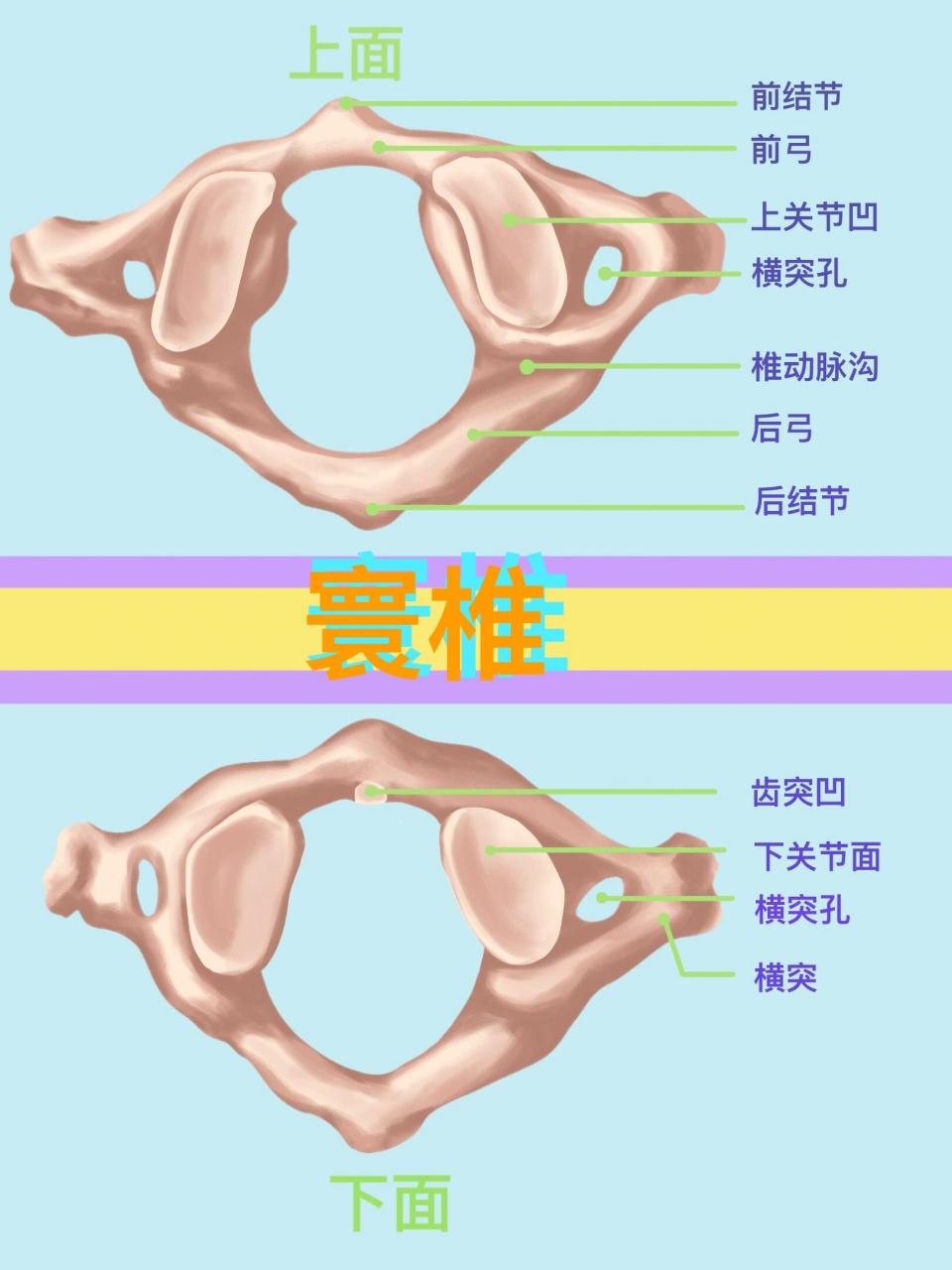 寰椎 第一颈椎,无椎体,棘突,关节突,由前弓,后弓和侧块构成.
