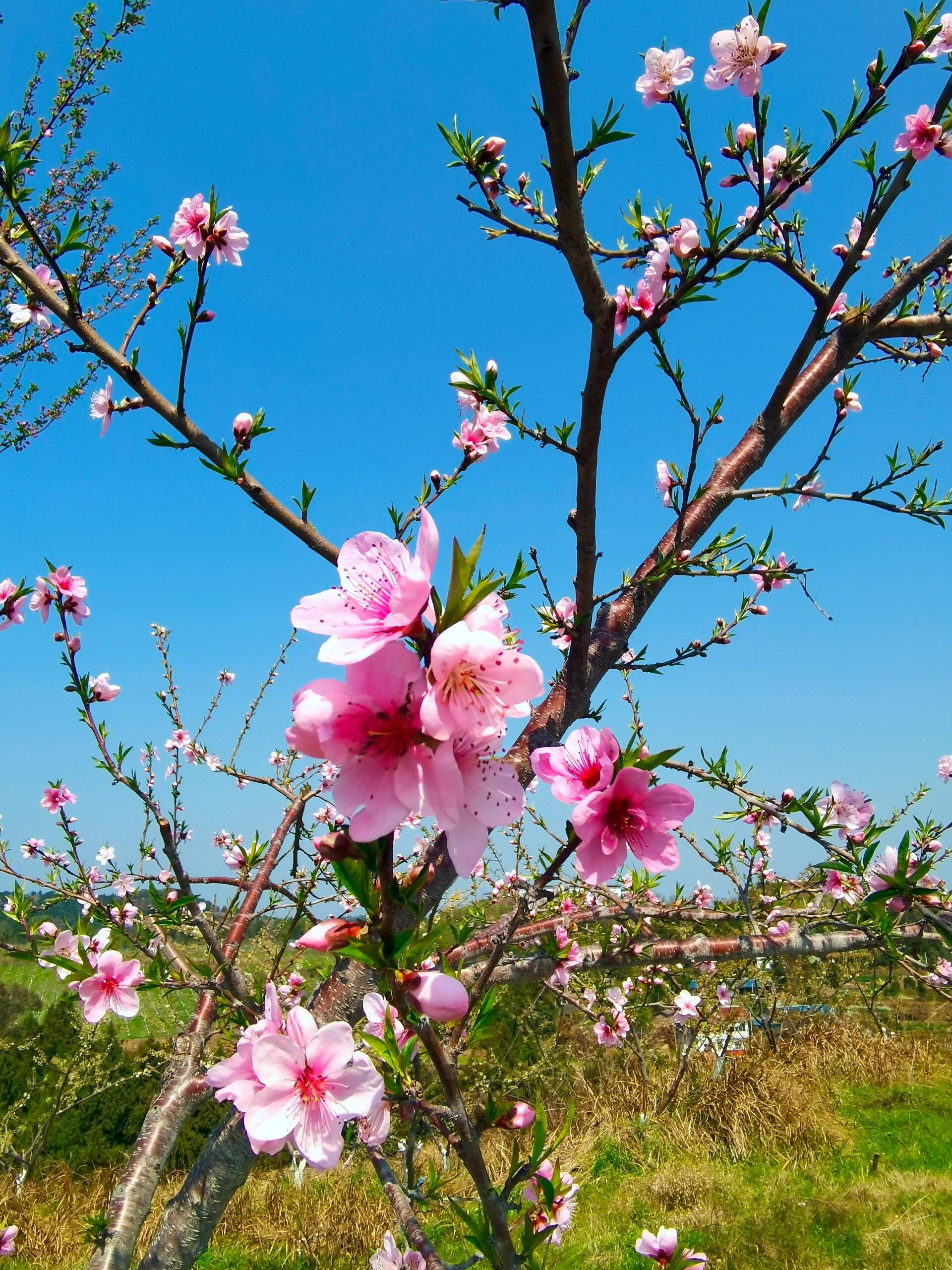 最美三月桃花开