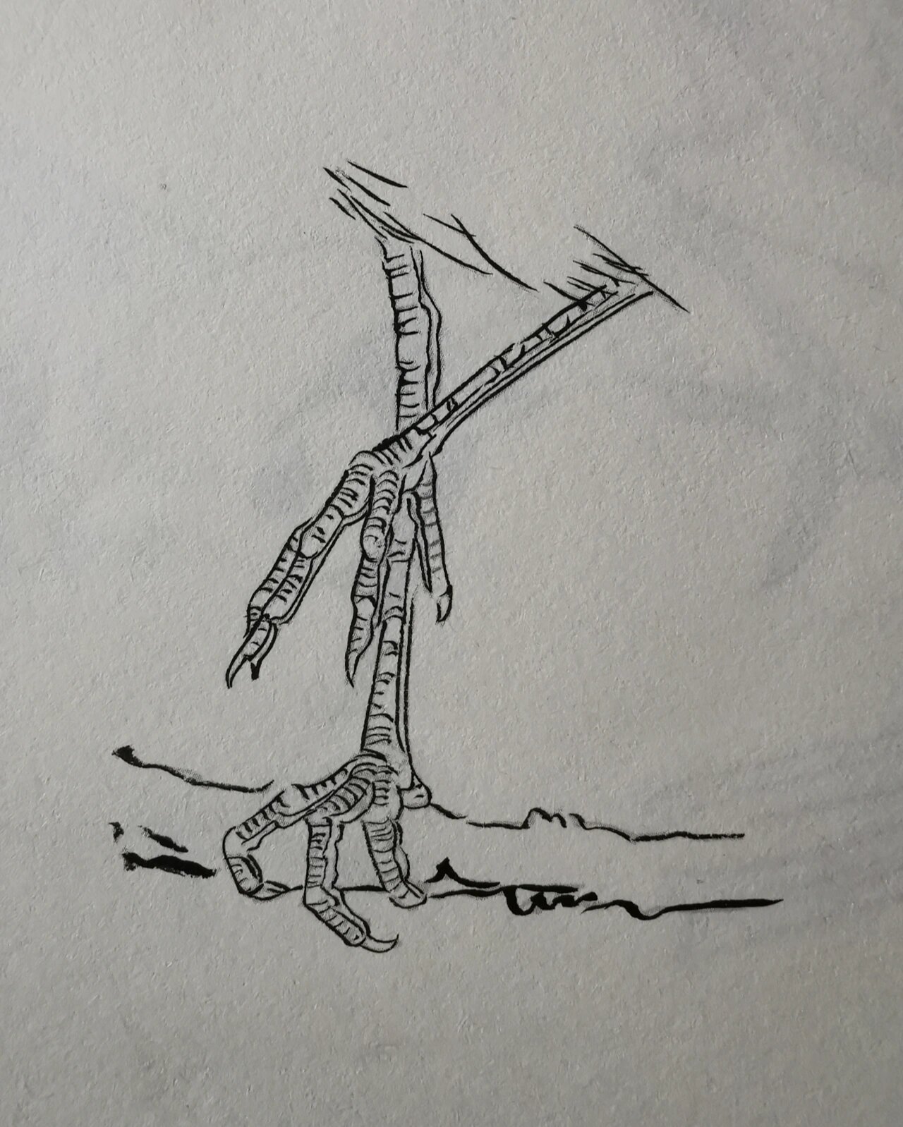 工笔绘画～鸟类爪子练习