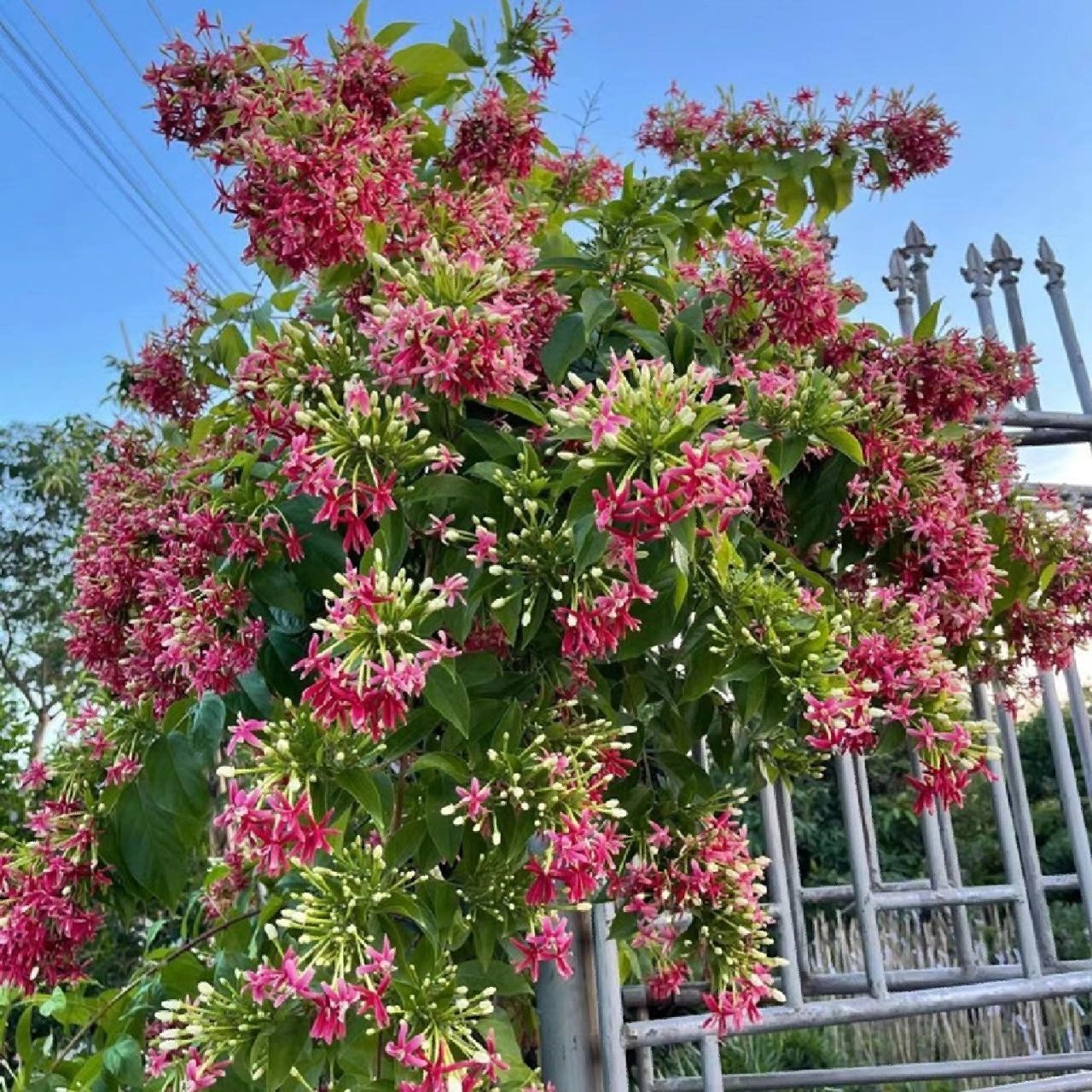 使君子植物图片