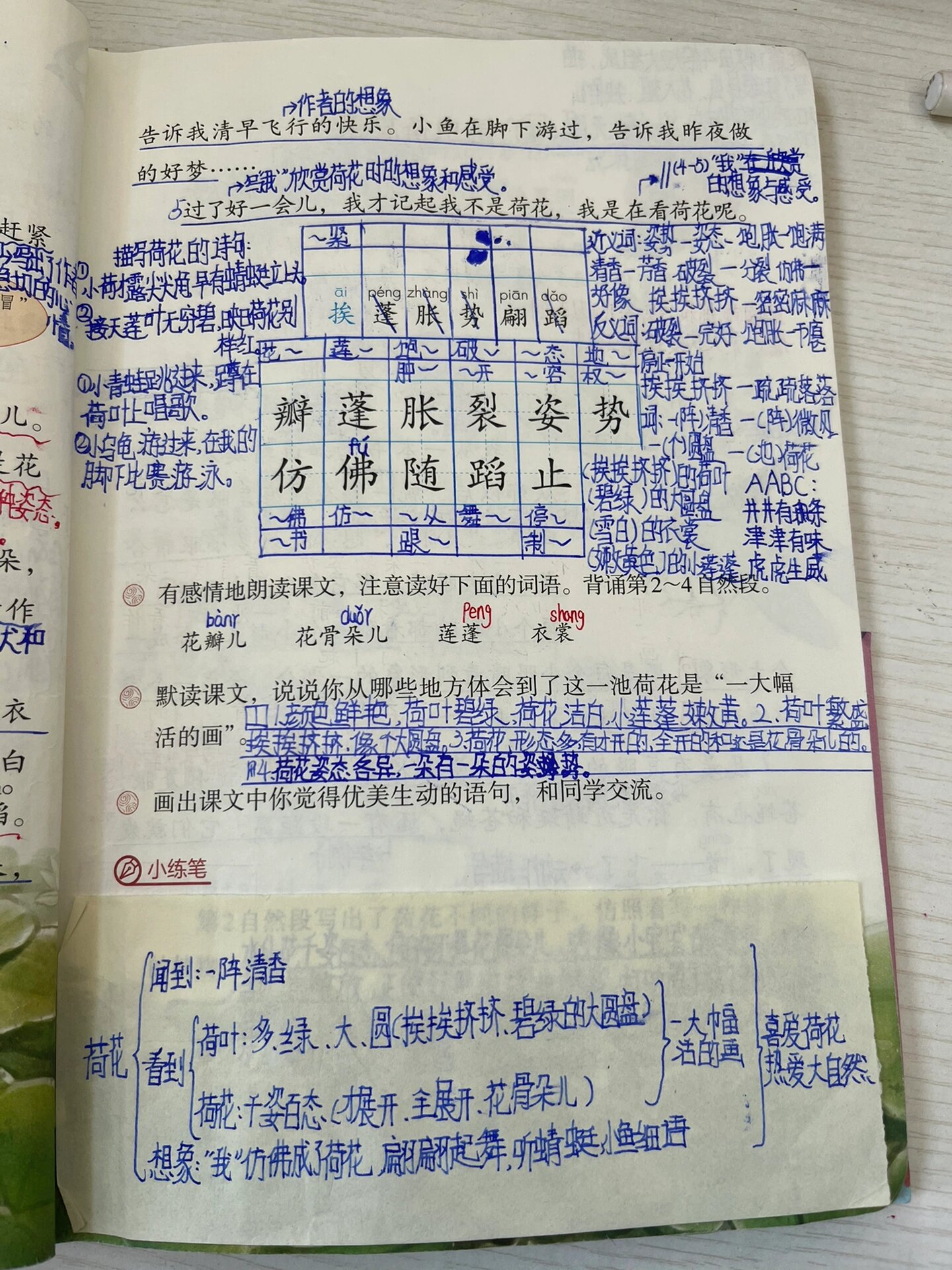 三下语文《荷花》学生笔记