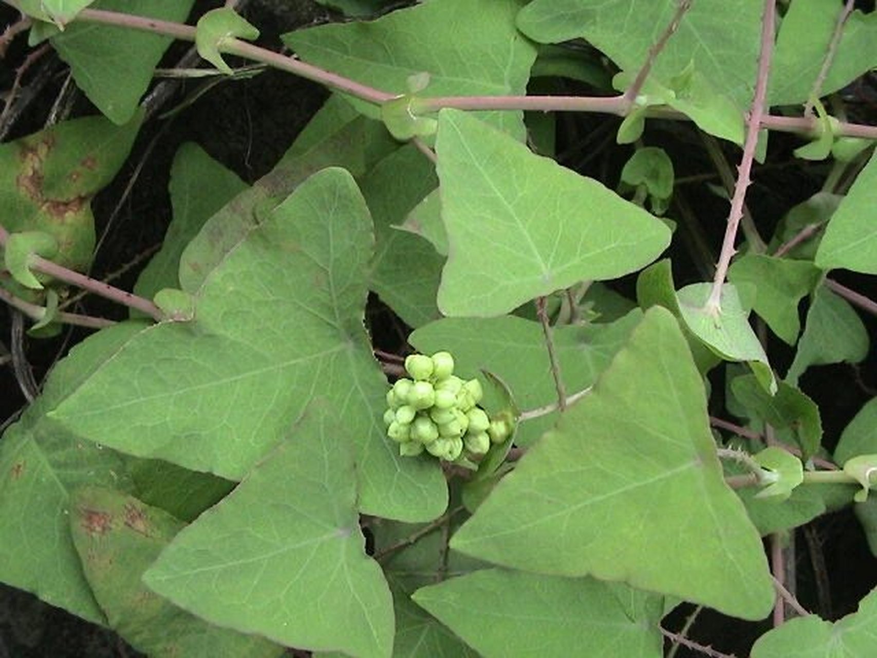 很适合女孩子的泡澡 一,【名称】雷公藤 二,【别名】蛇倒退,老虎刺,刺