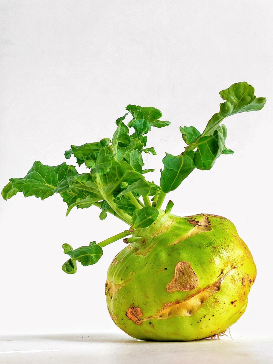 绘画素材 | 苤蓝开花~生机勃勃  