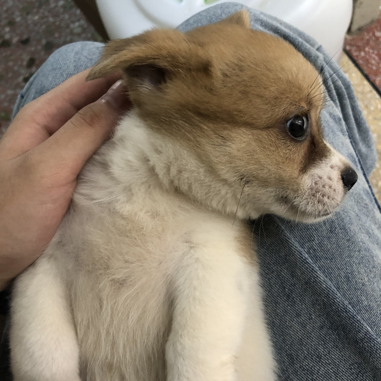 有點像柯基的小中華田園犬 同事的狗狗,好像是中華田園犬,不過太像