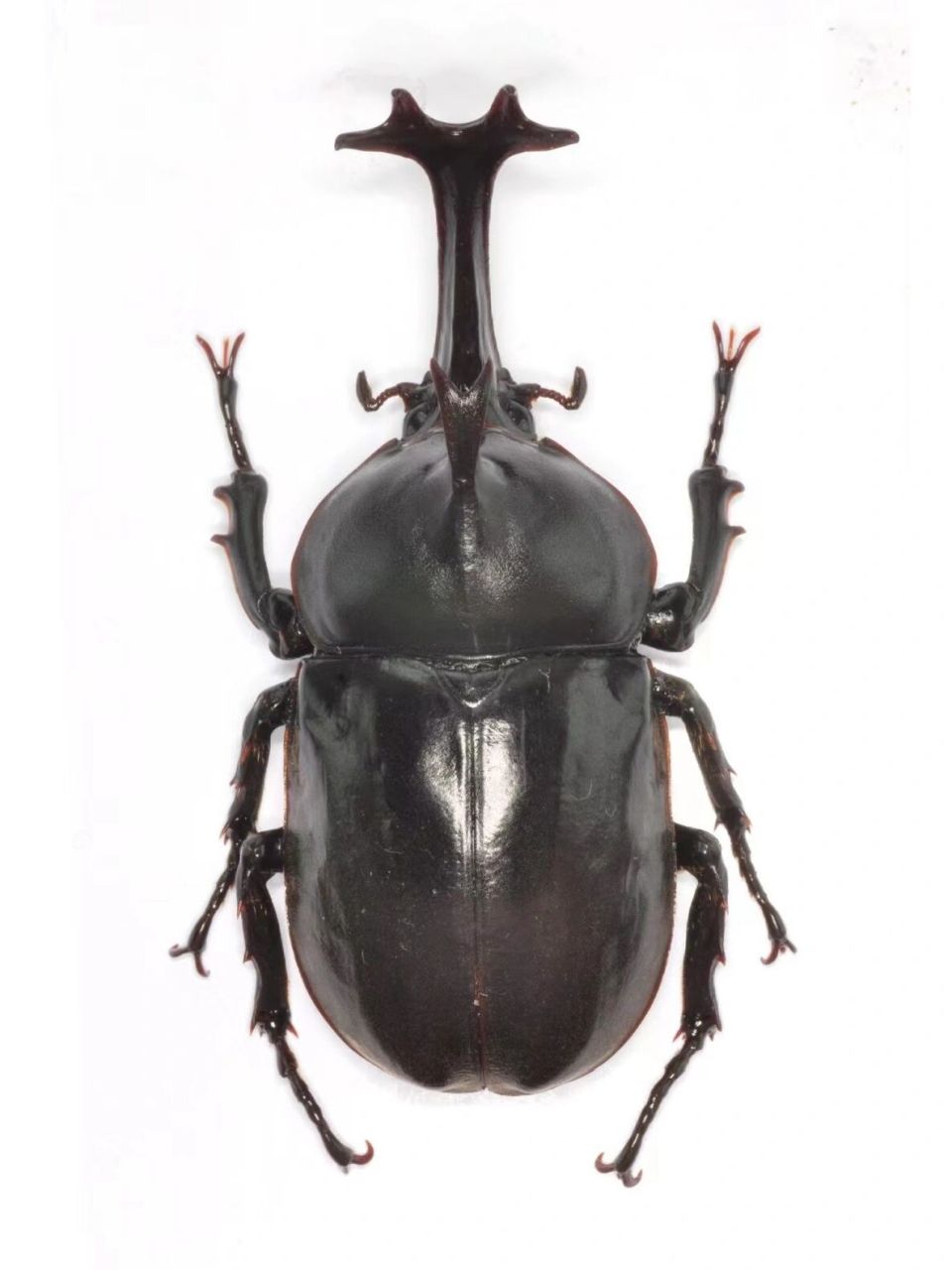 双叉犀金龟磁力贴,属名独角仙,国内广布种 再开30个名额,一周后发货