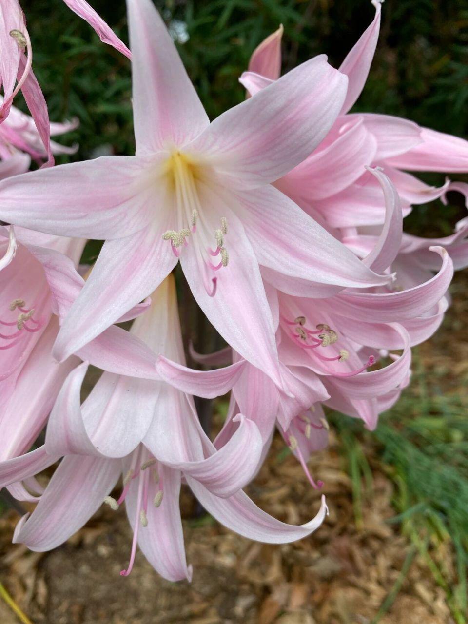 南非孤挺花 南非孤挺花 学名:amaryllis belladonna 英文俗称:jersey